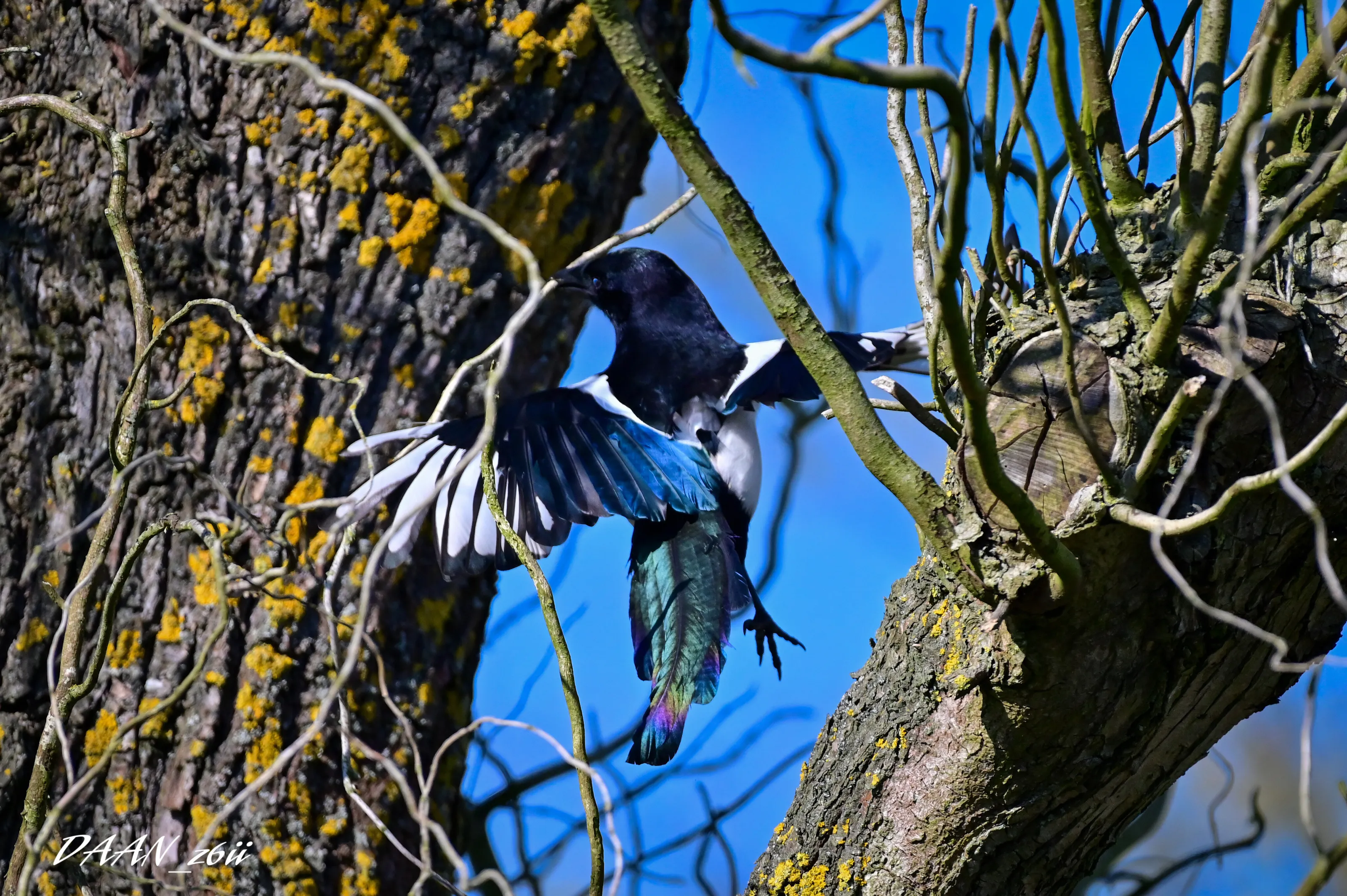 Magpie showing colors