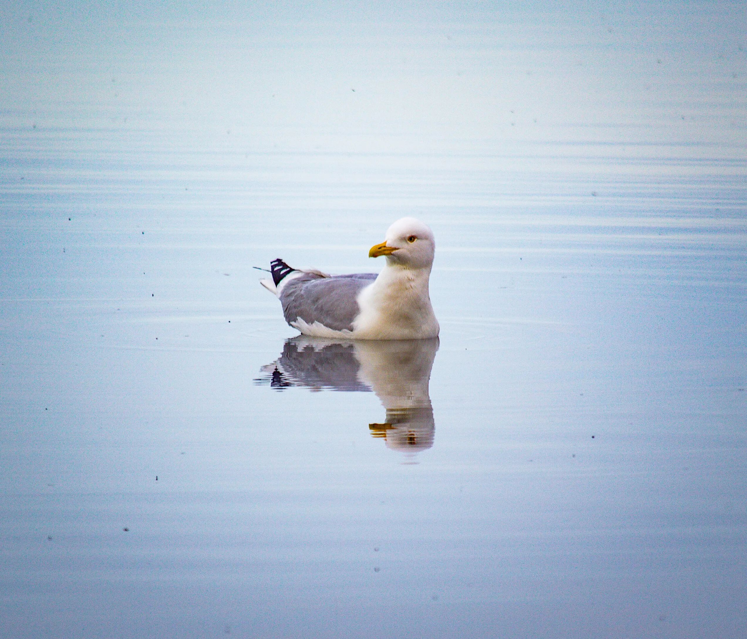 Still Seagul