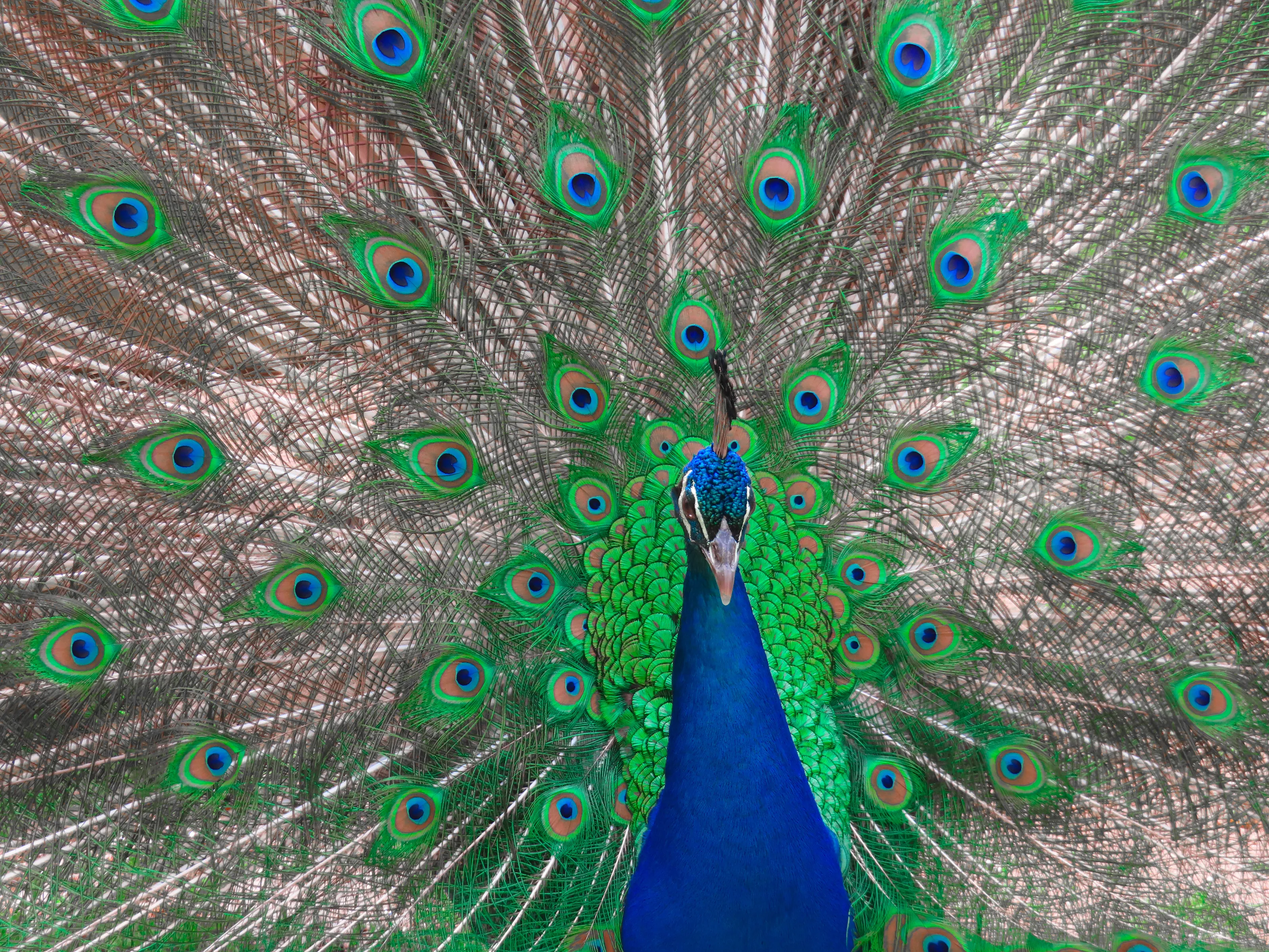 Proud Peacock