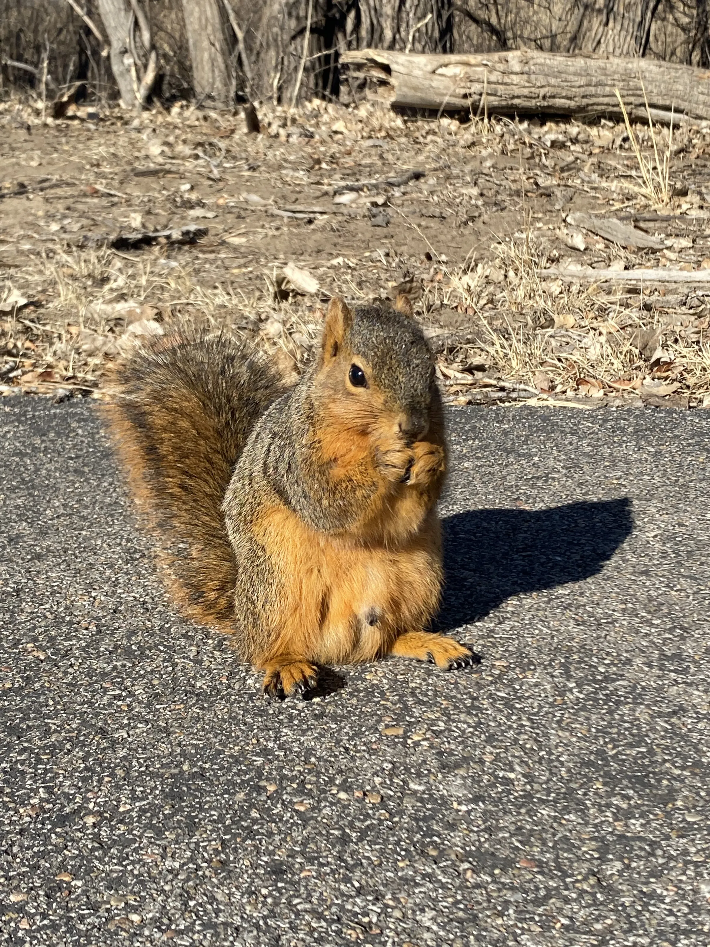 Excited about the nuts