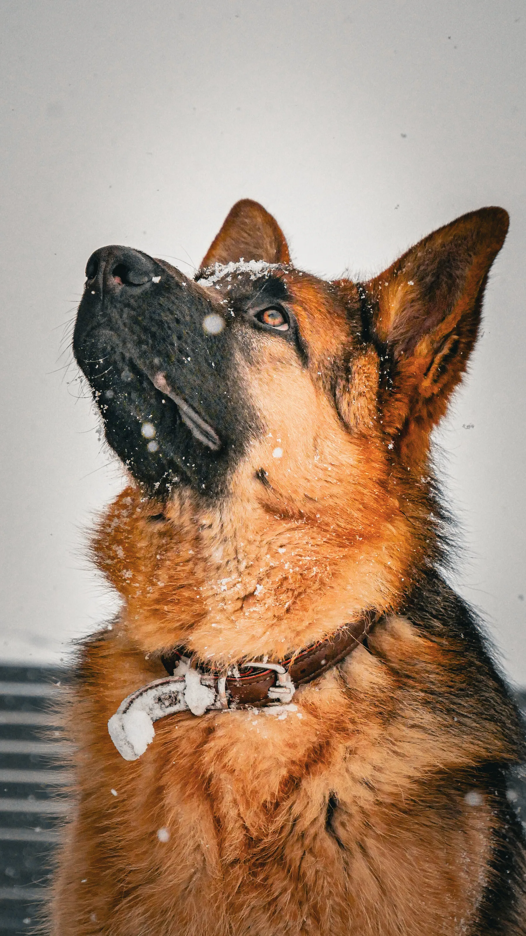 Shepherd dog in the snow.