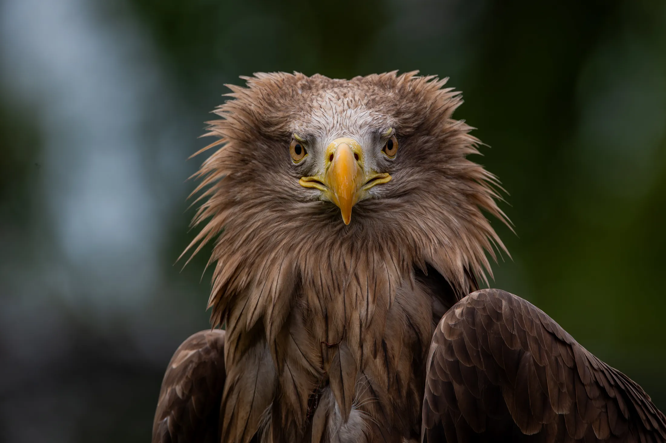 white tailed sea eagle
