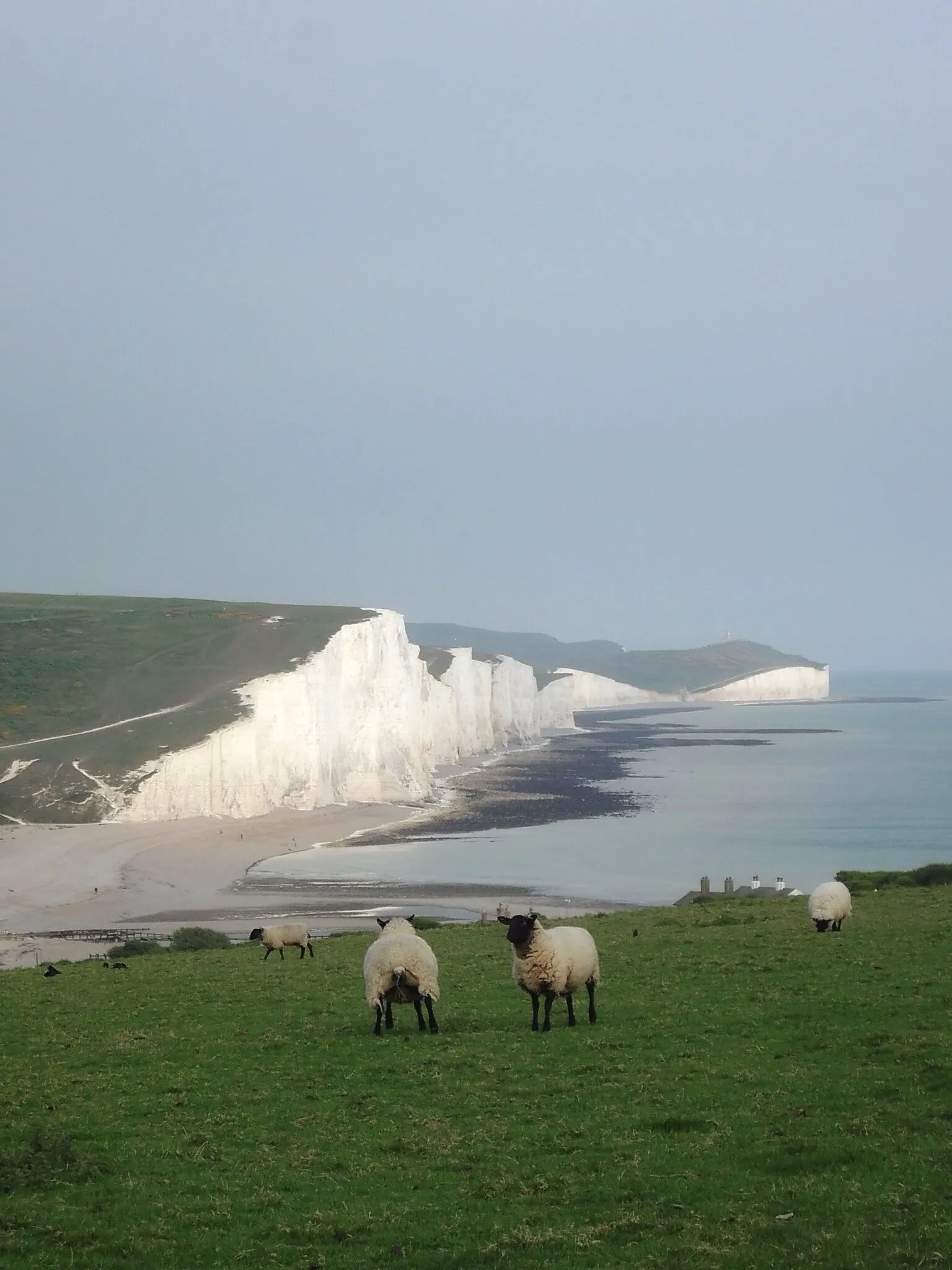 Sheep at Seven Sisters Cliffs
