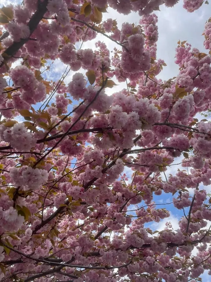 Cherry blossom 🌸