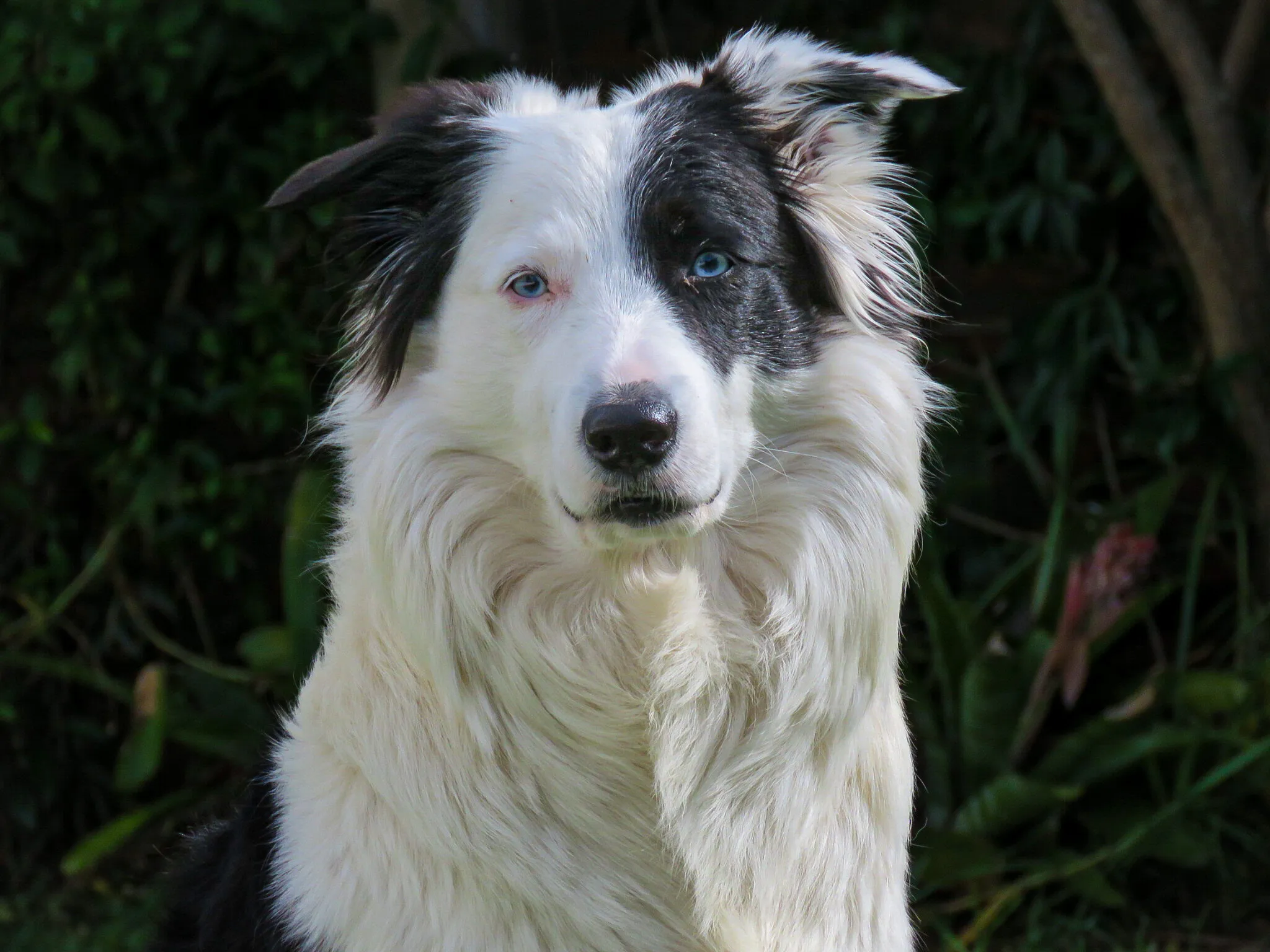 My beautiful border collie, Aurora.