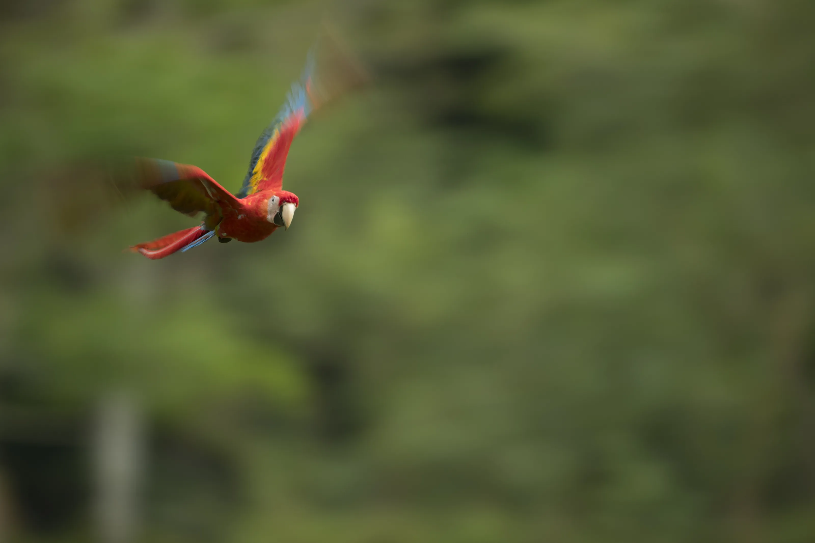 Scarlet Macaw