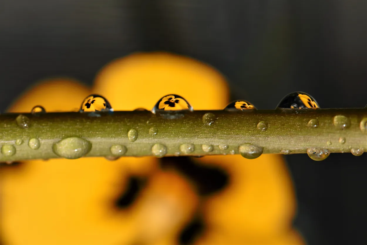 Entry 1207508