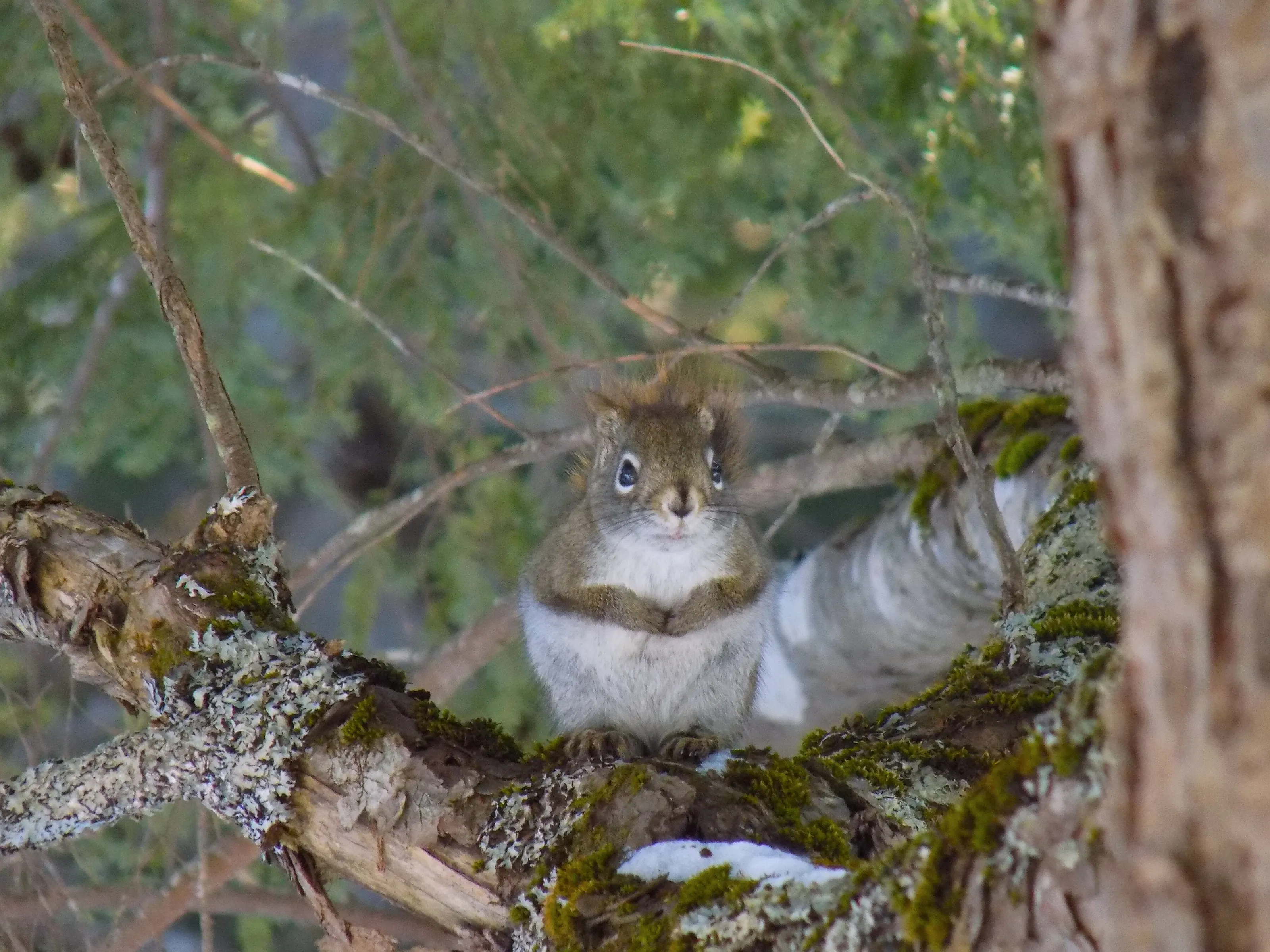 Baby Squirrel
