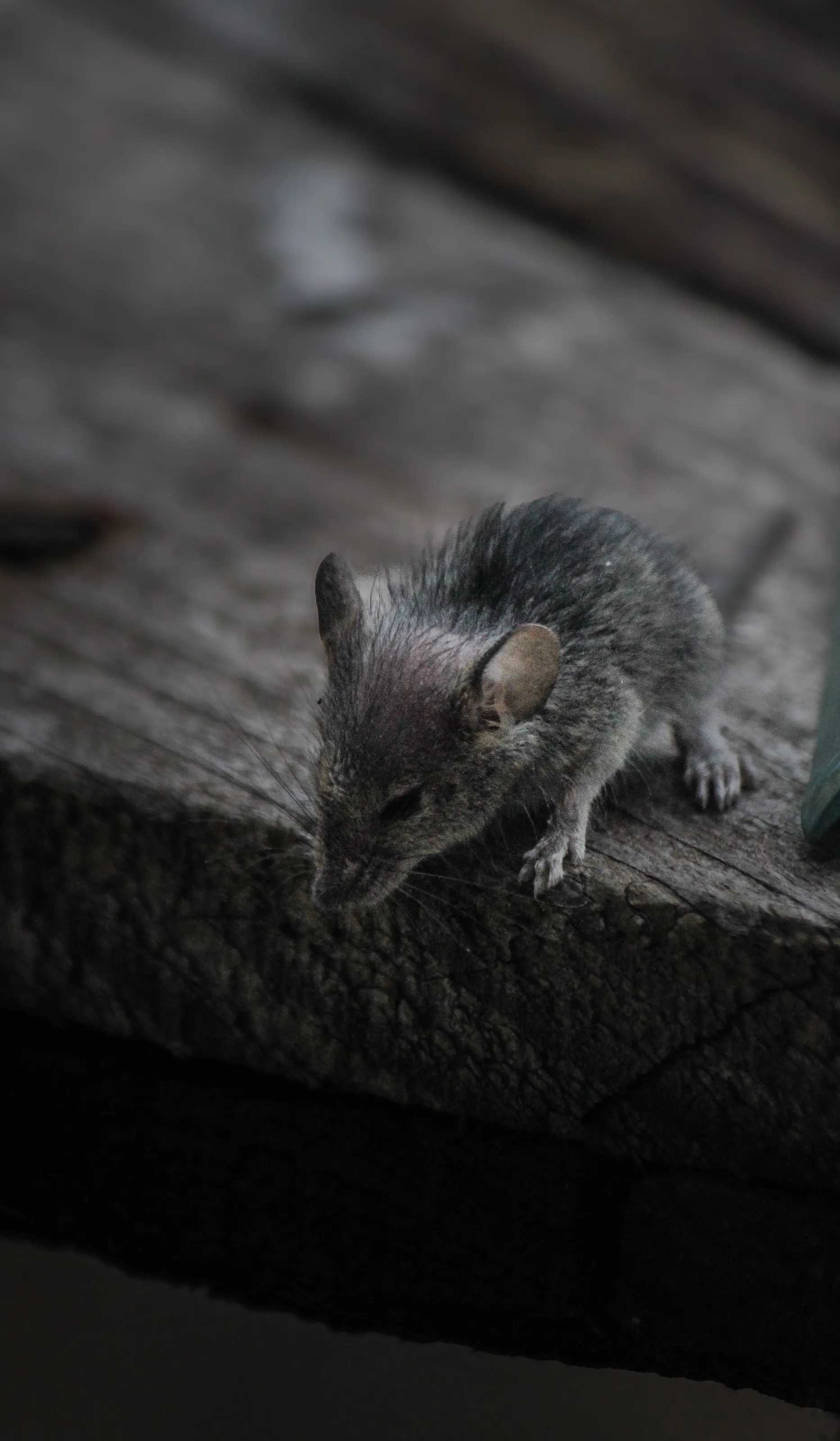 La souris