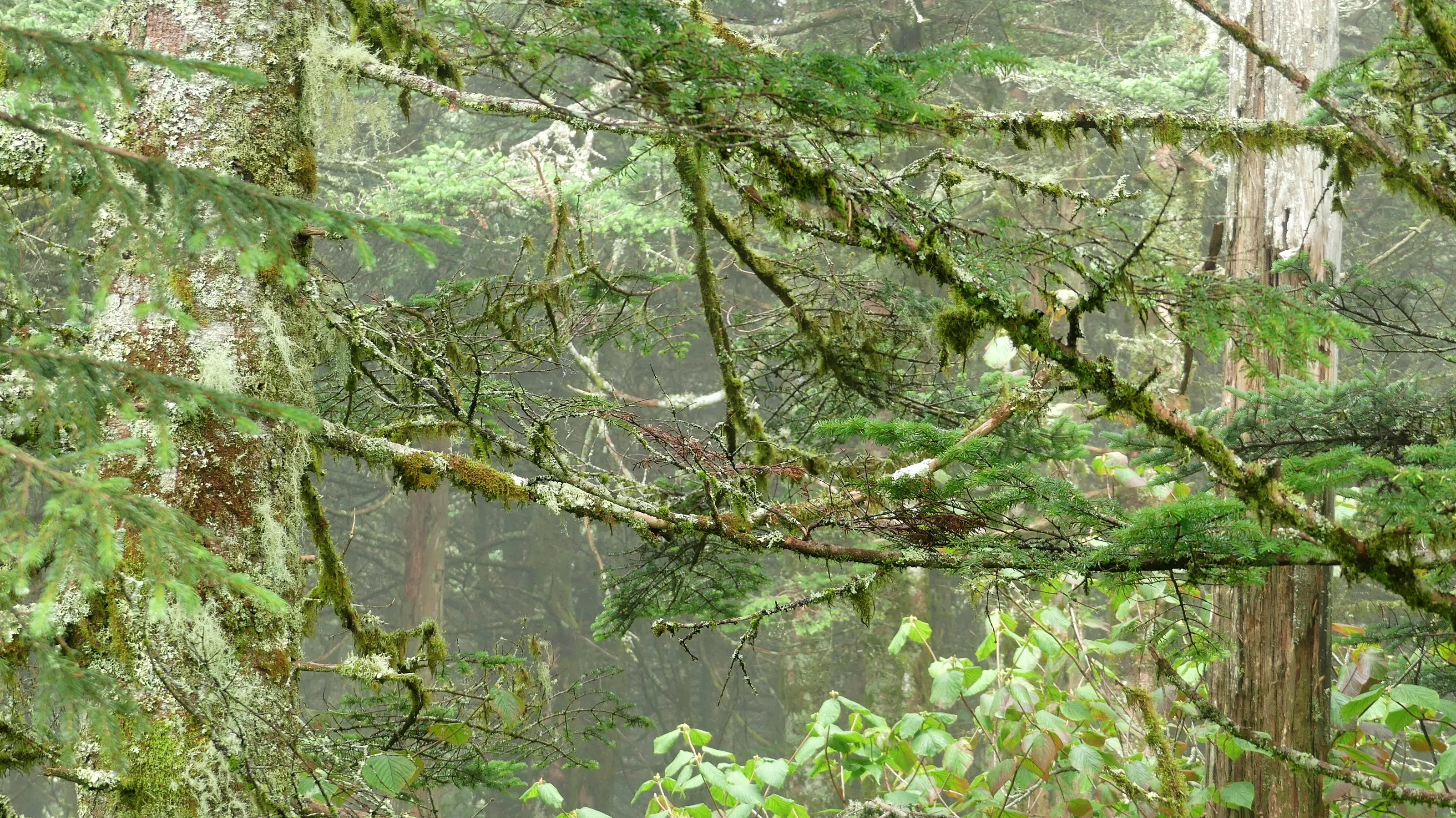 Tangled Forest