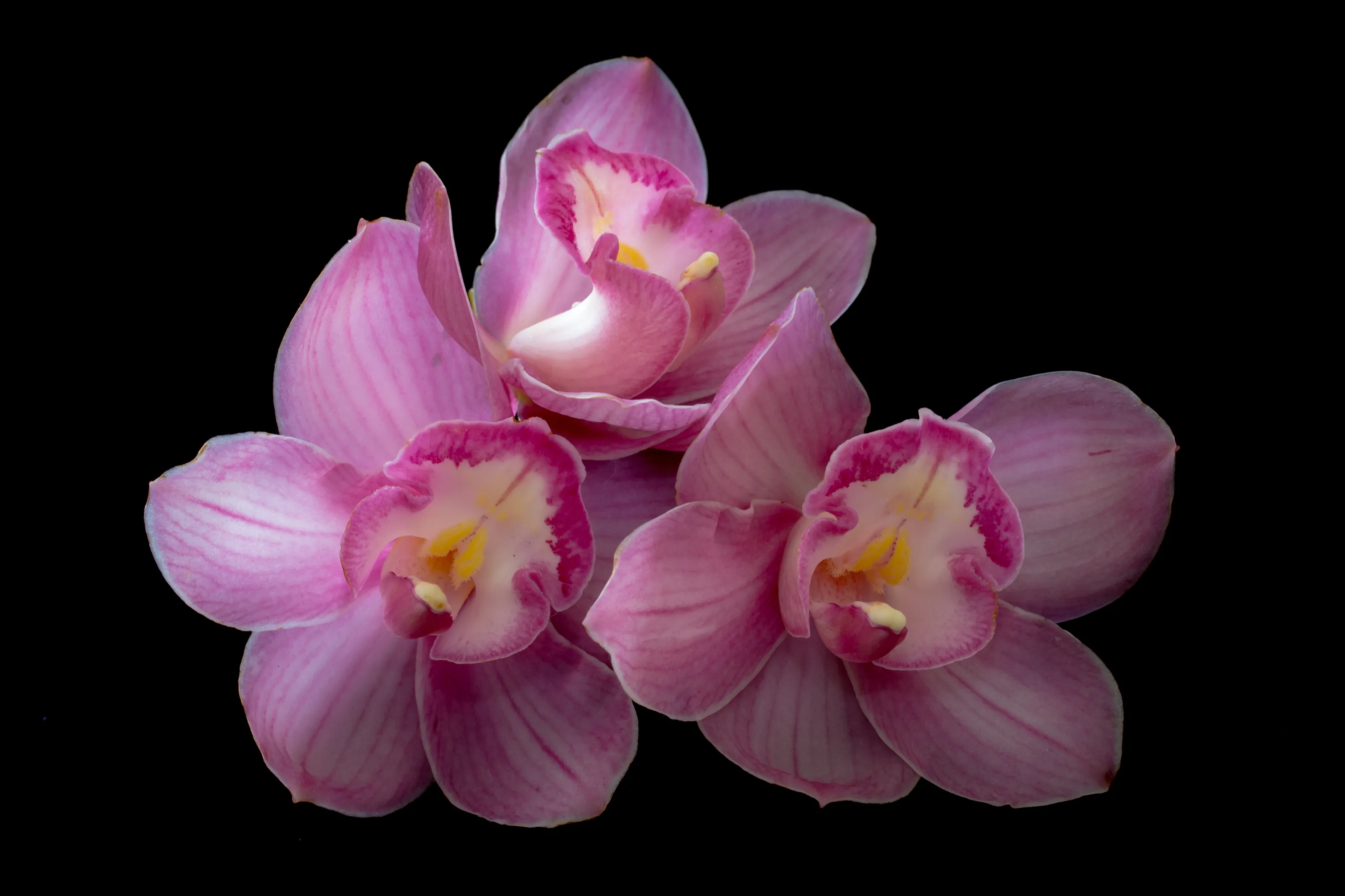 Elegant Orchids