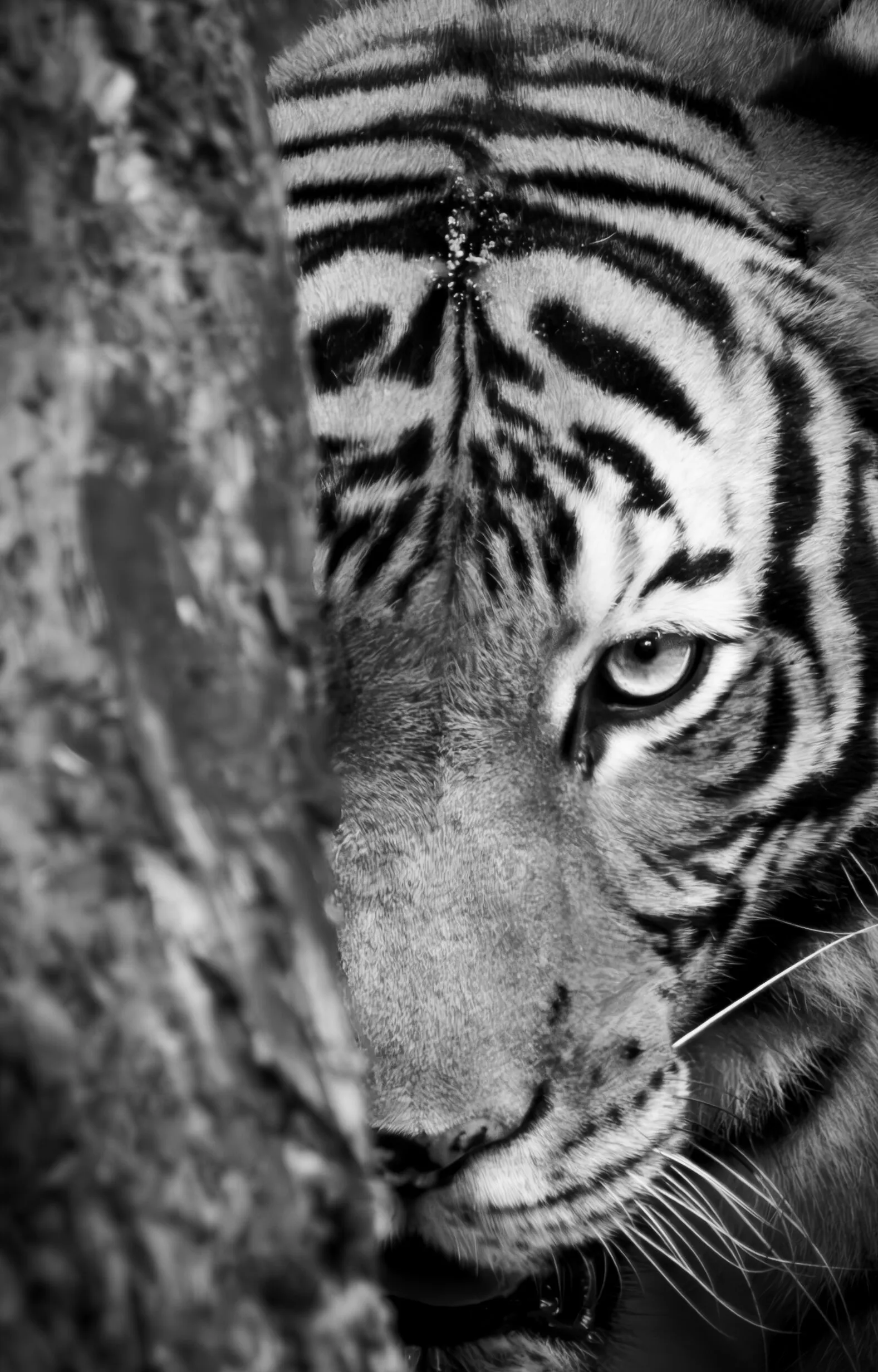 Eye of the Tiger