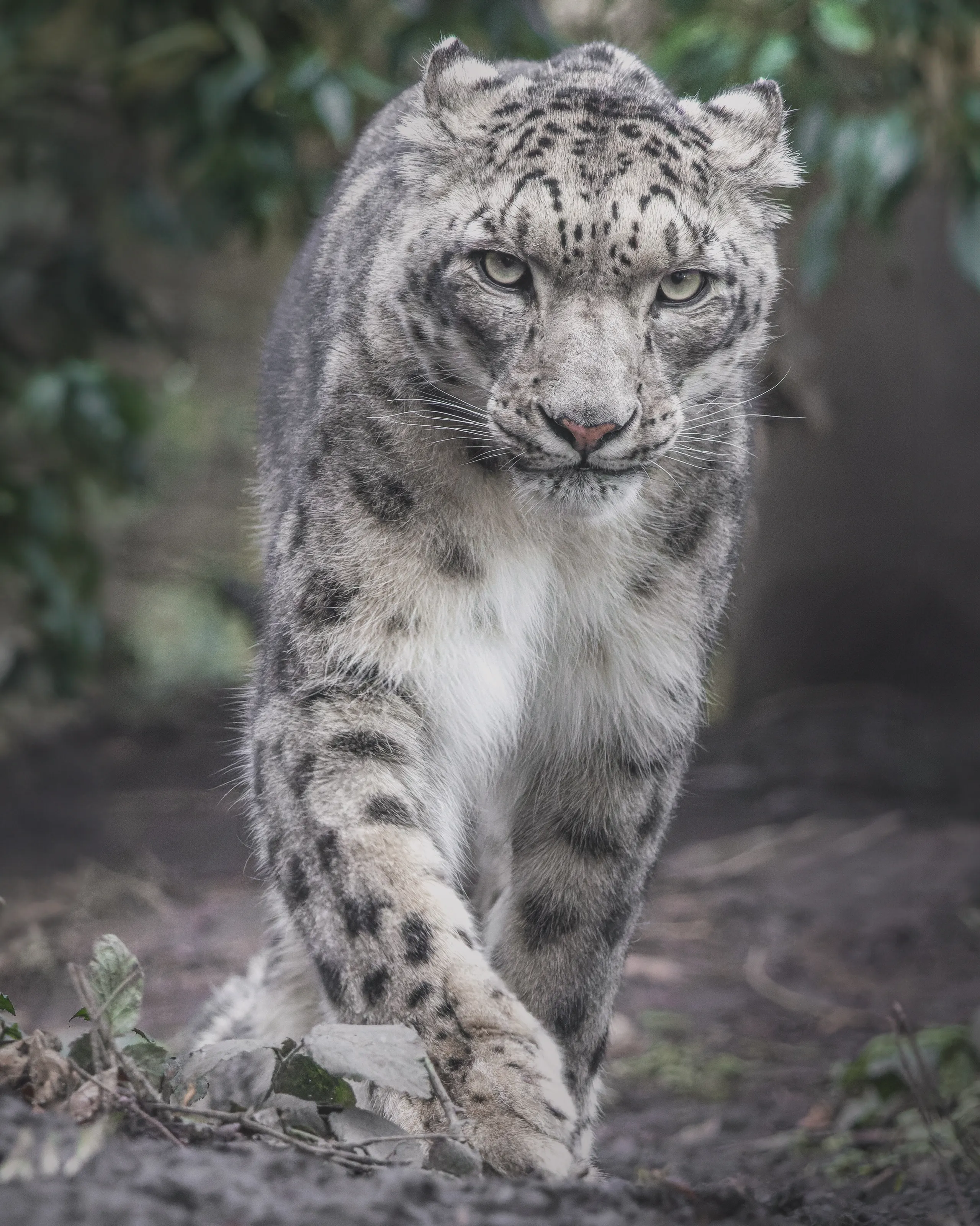 Patrolling Snow leopard