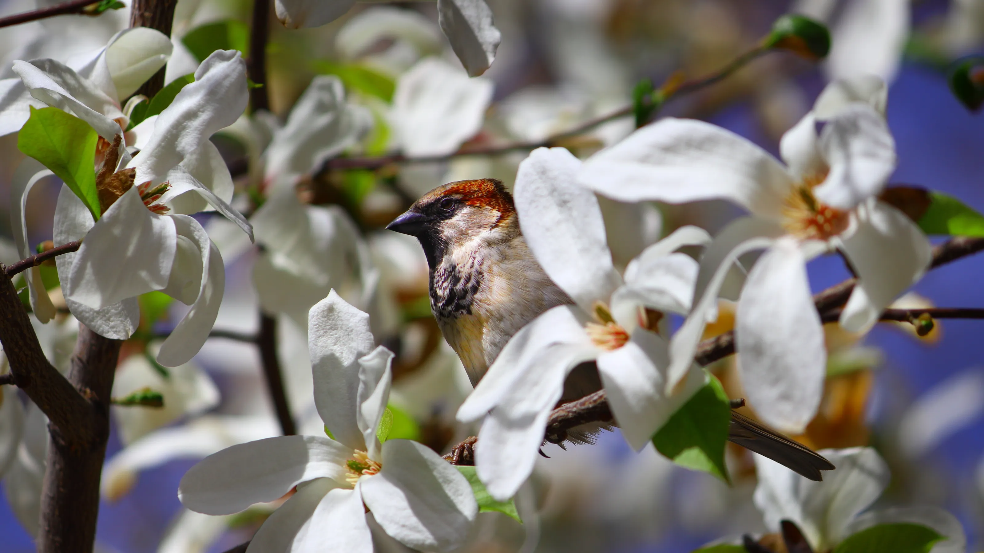 Sparrow in magnolia