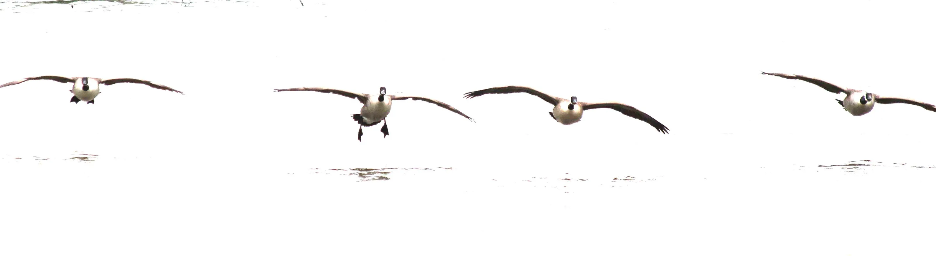 Canada geese landing at nature reserve
