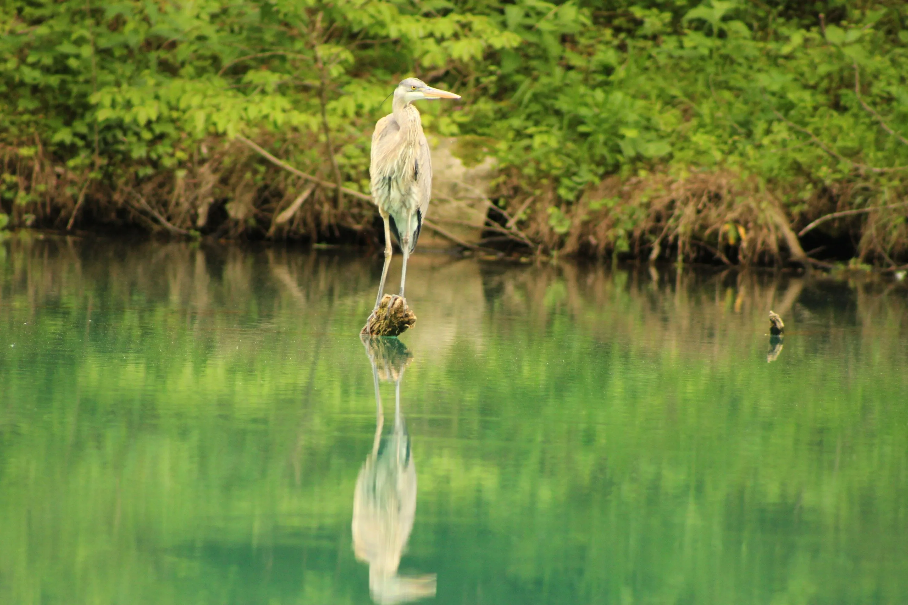 The Sentinel of Still Waters