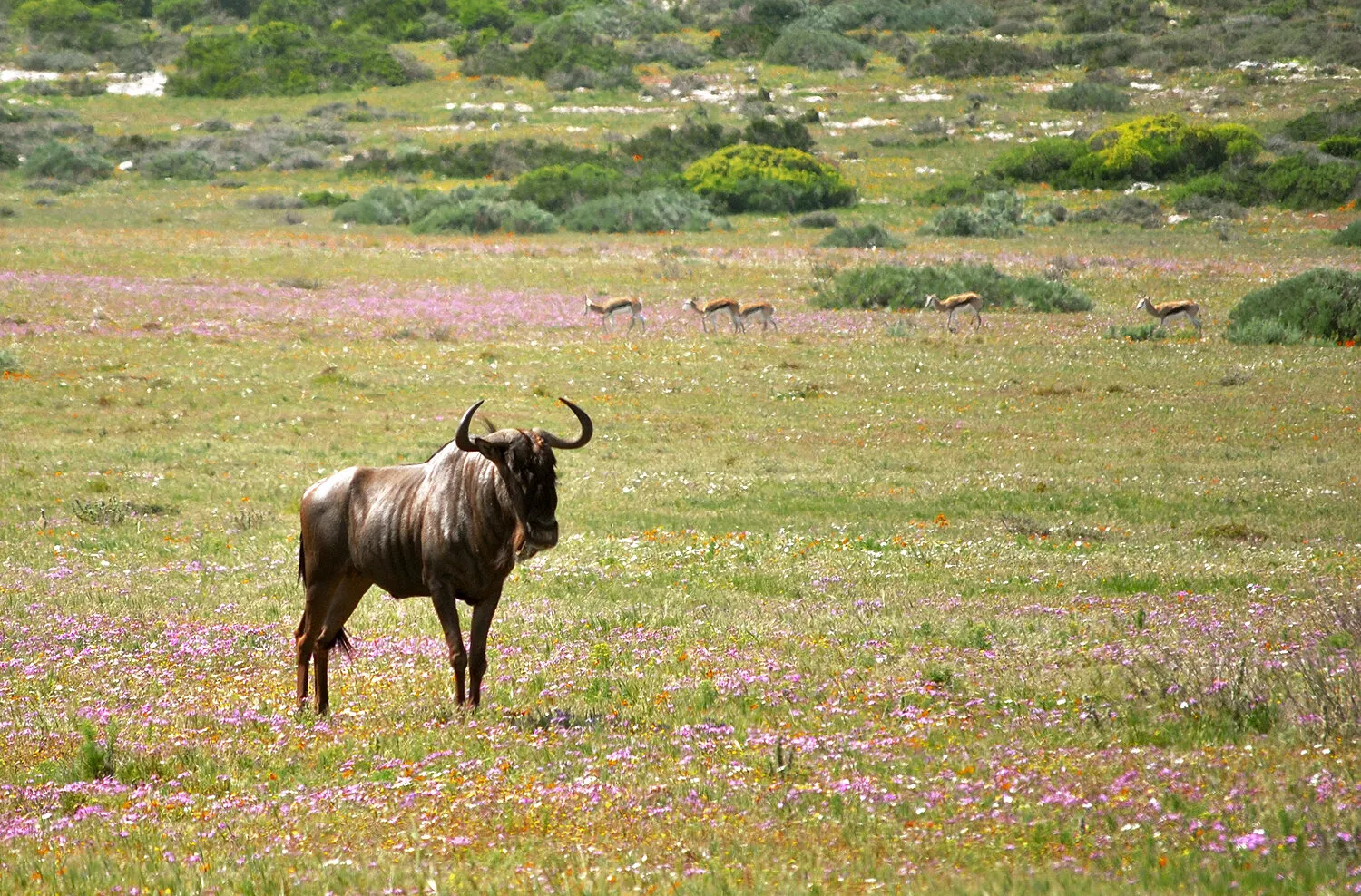 Wildebees