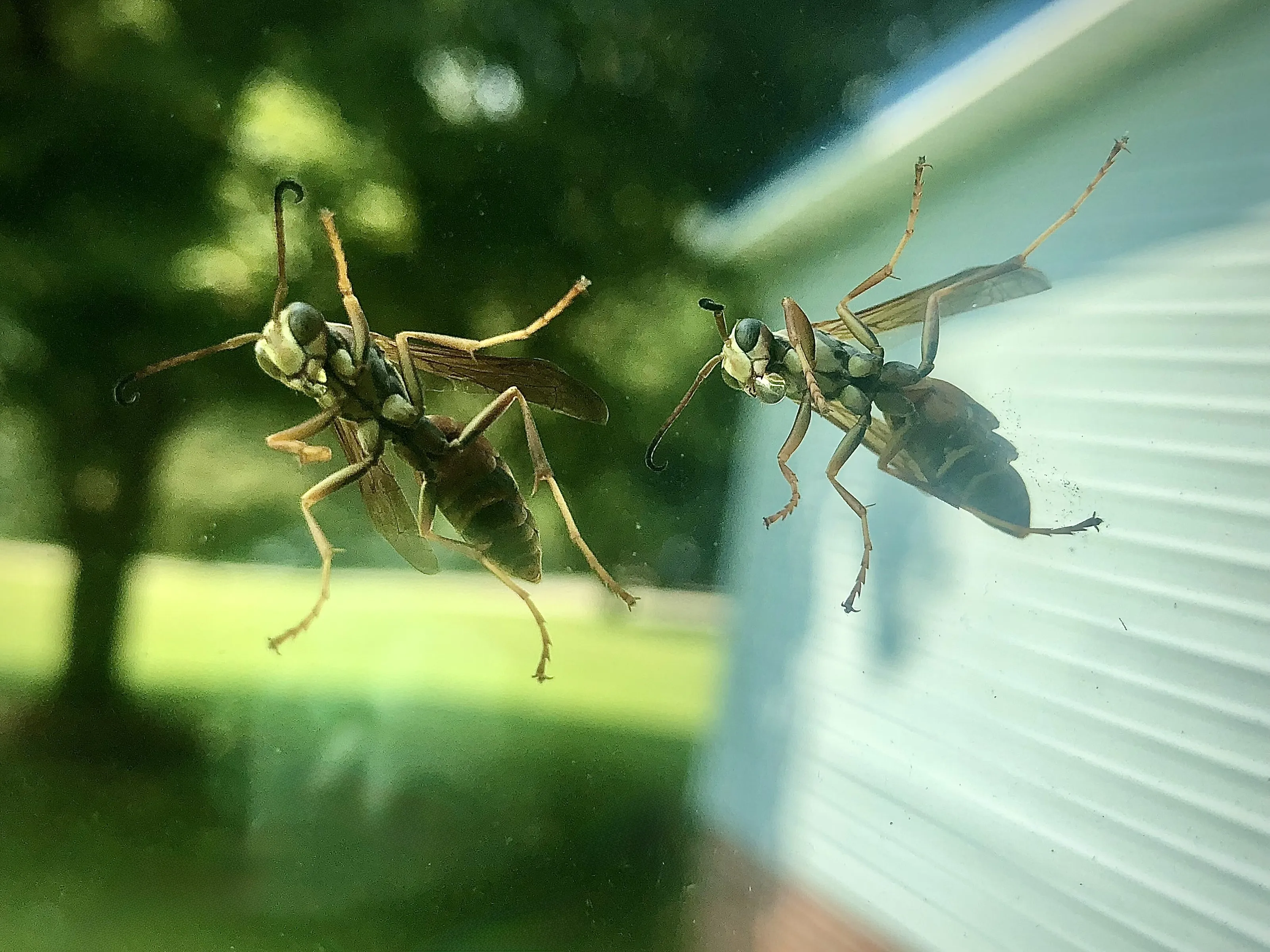 Wasps with Water Drops