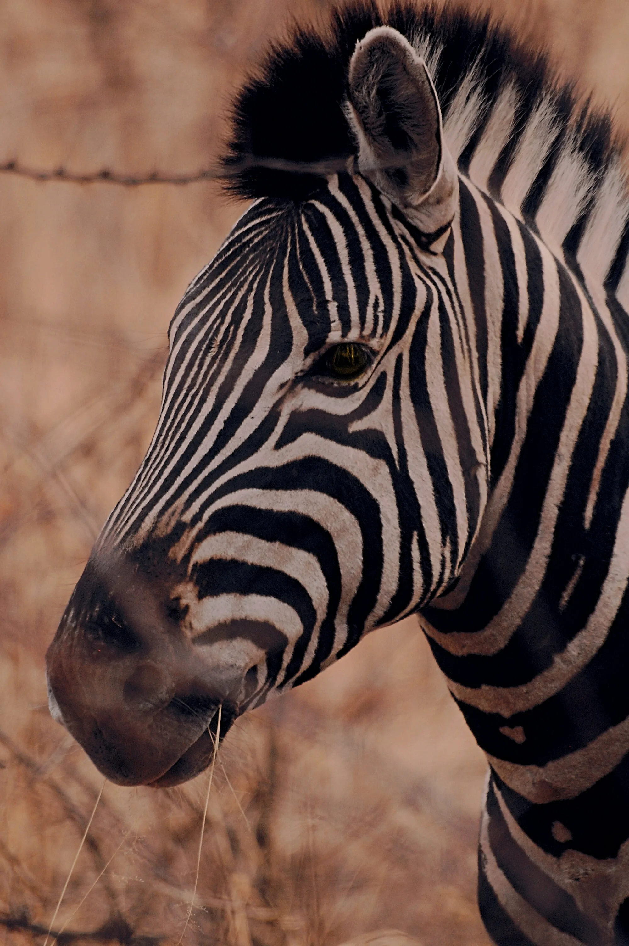 Zebra