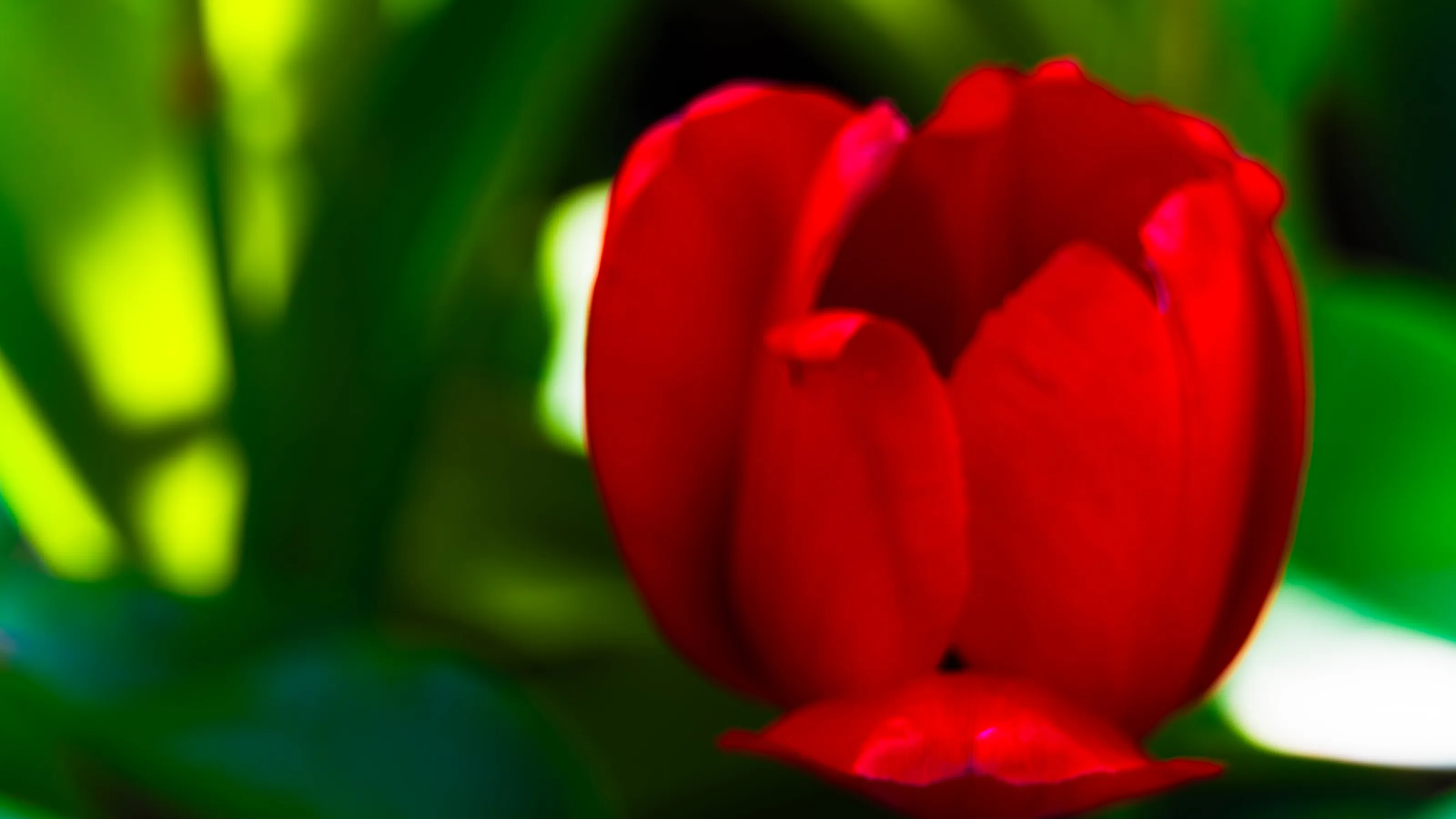 Blooming Life