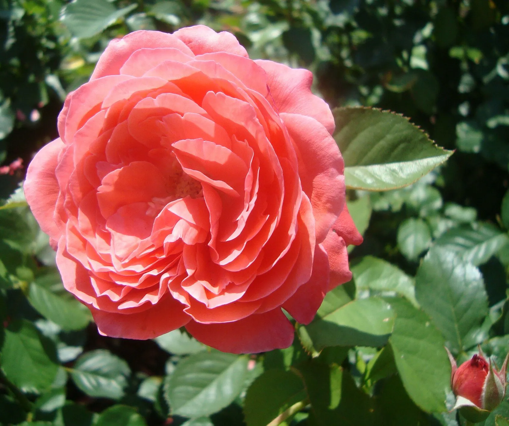 A Rose Growing in the Garden (in colour)