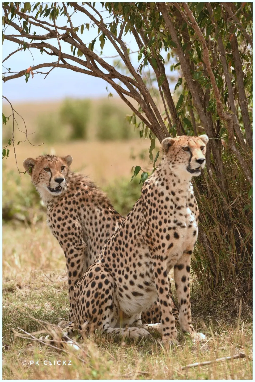 Mara sisters