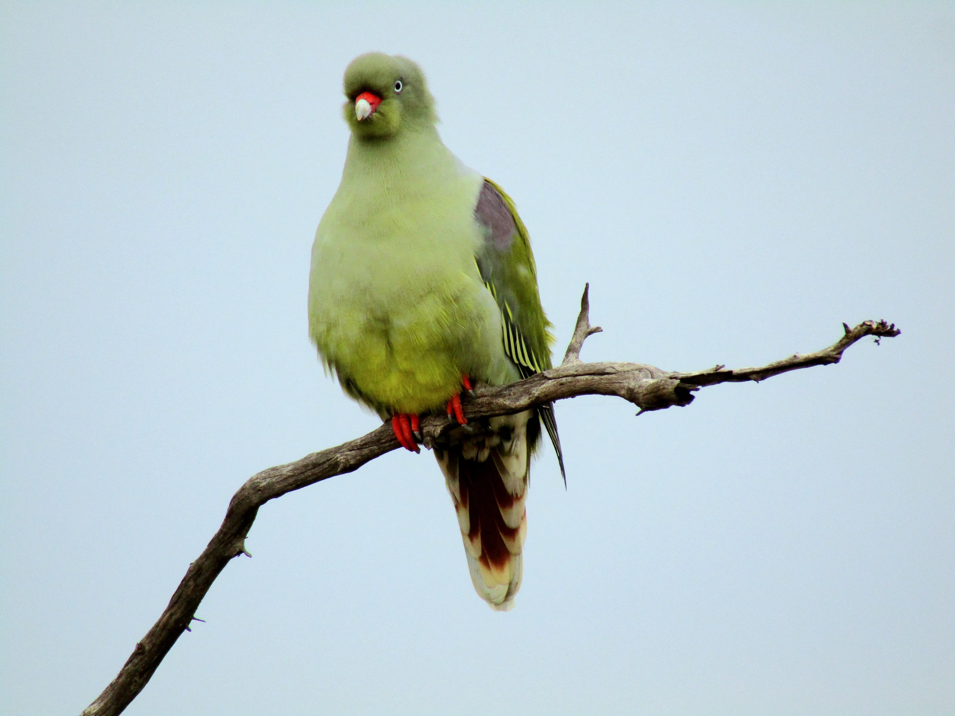Green dove