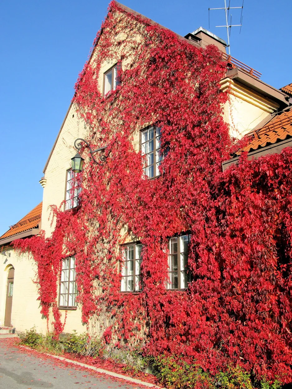Entry 24248386