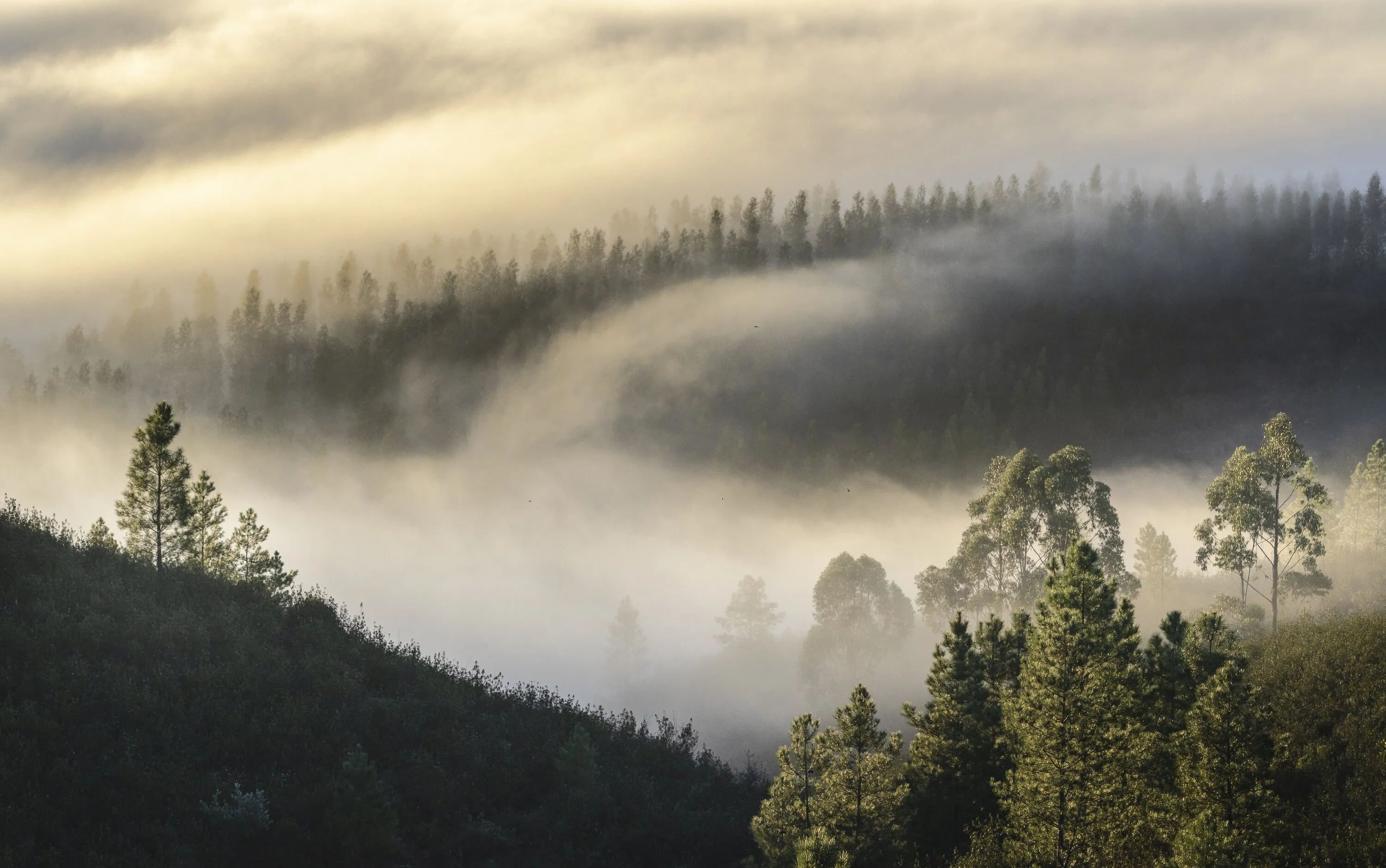 Morning light