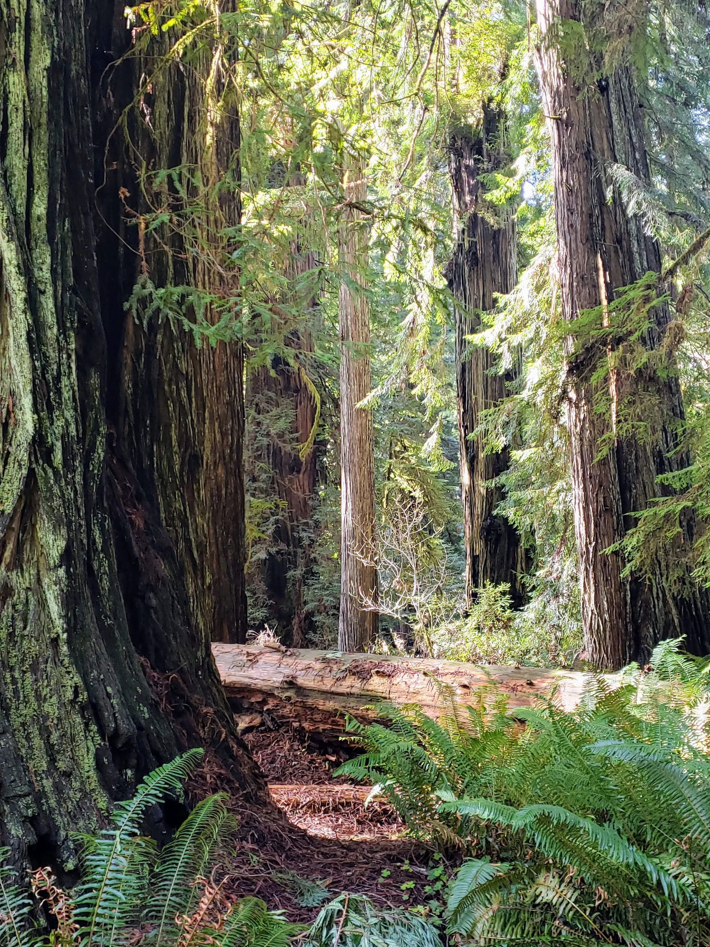 In the Woods