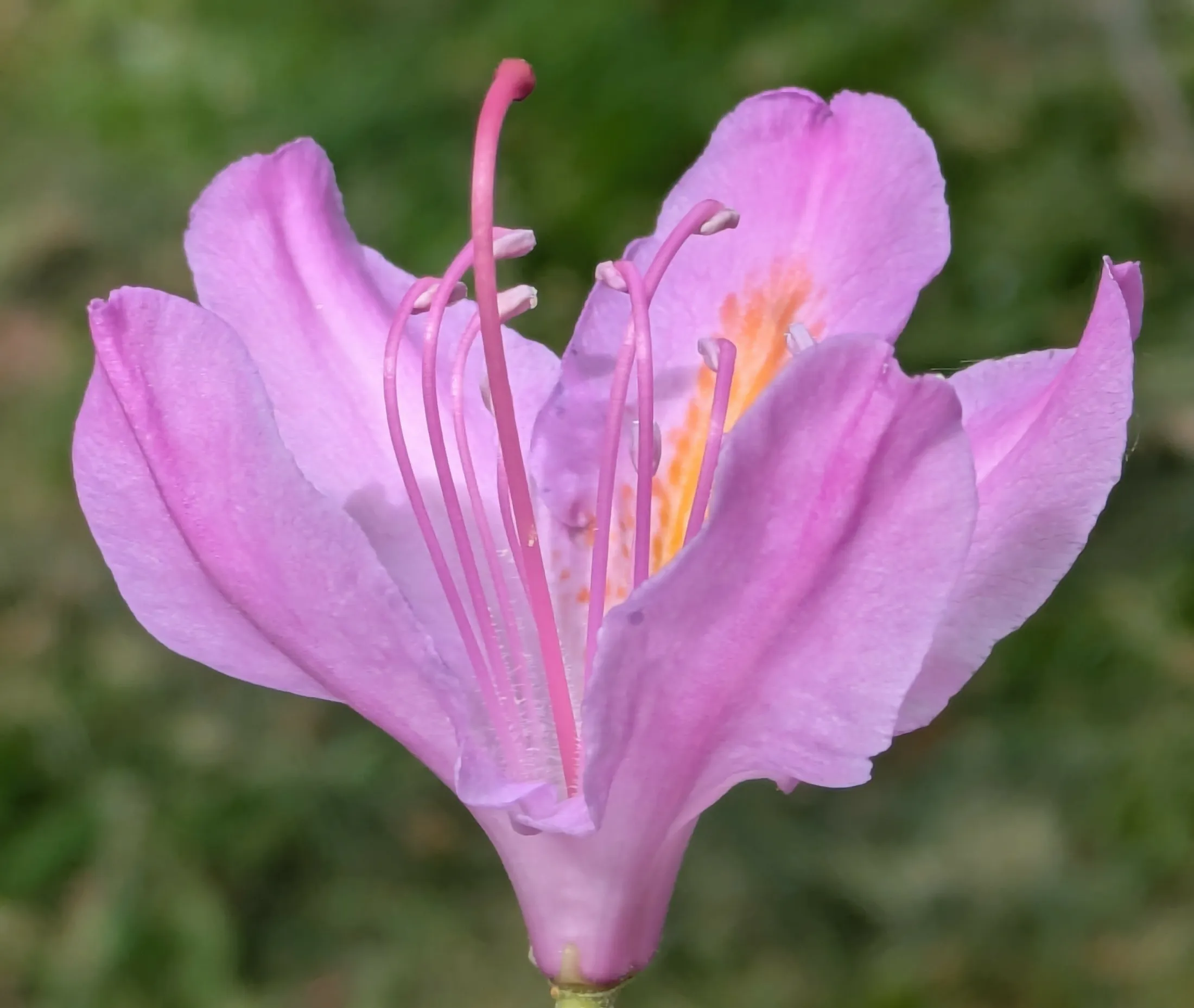 Rodidendrum
