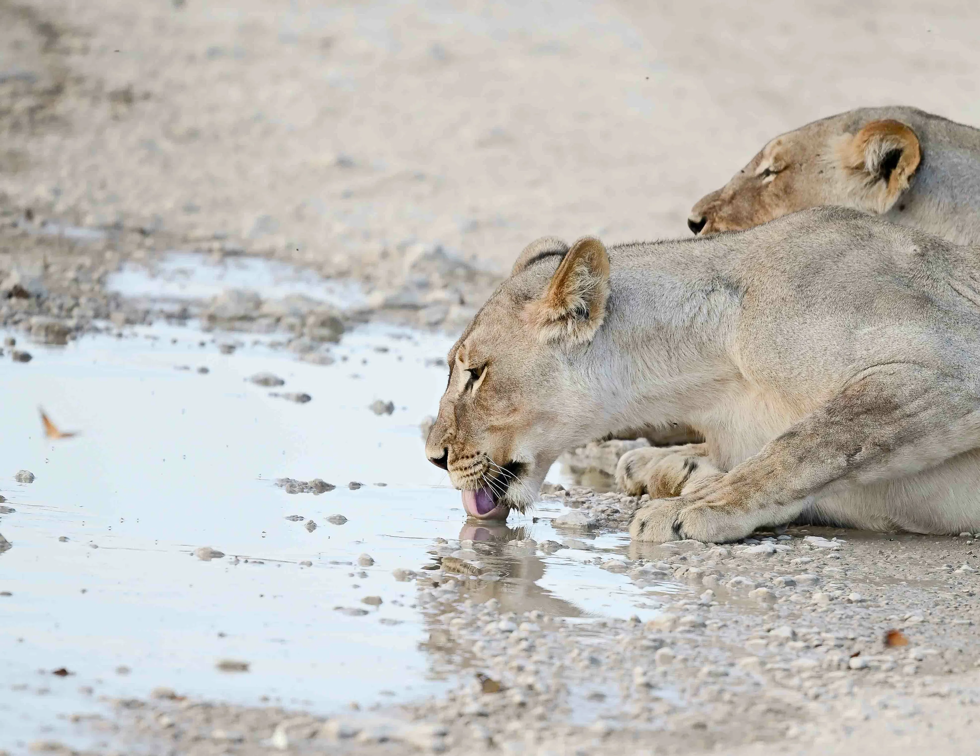 Thirst