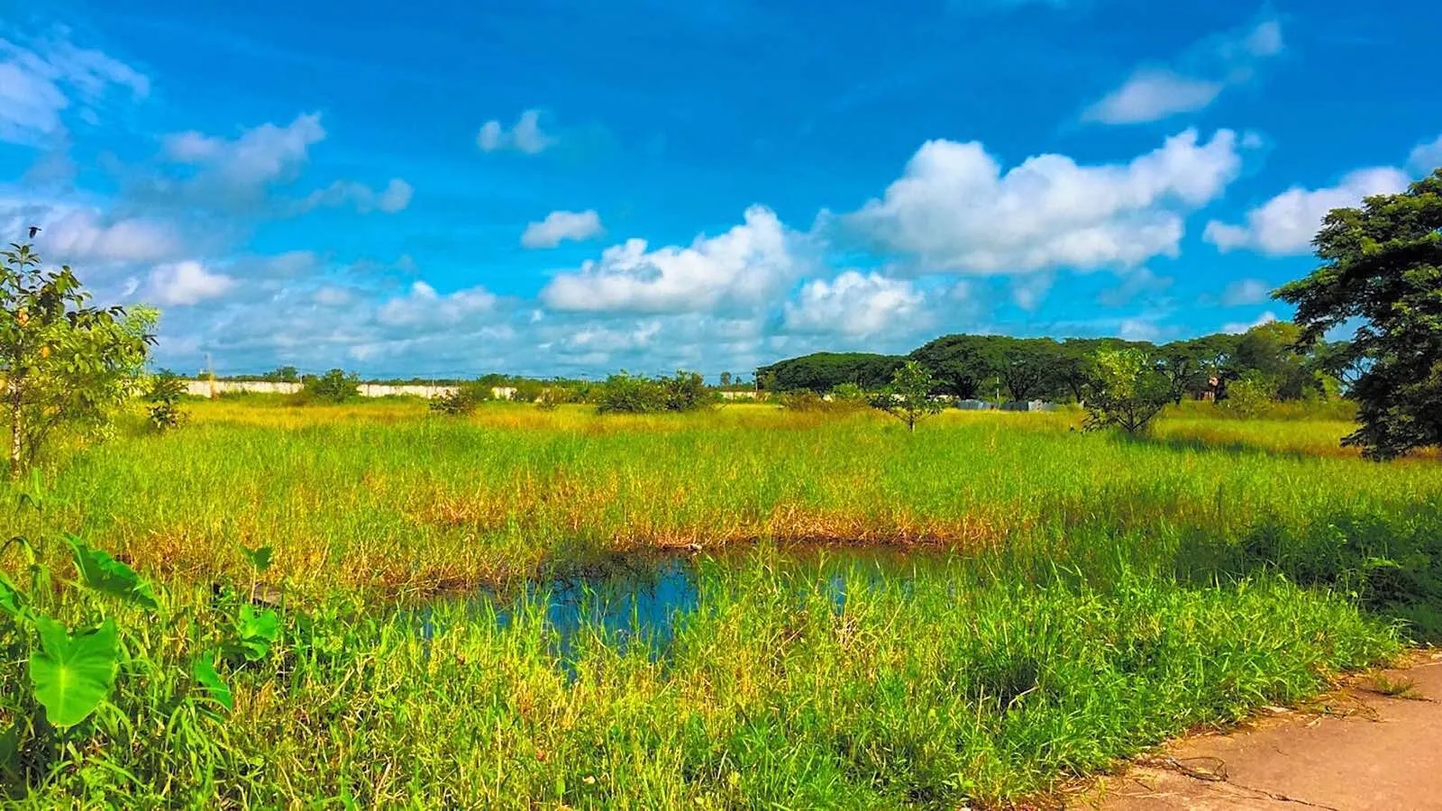 Landscape