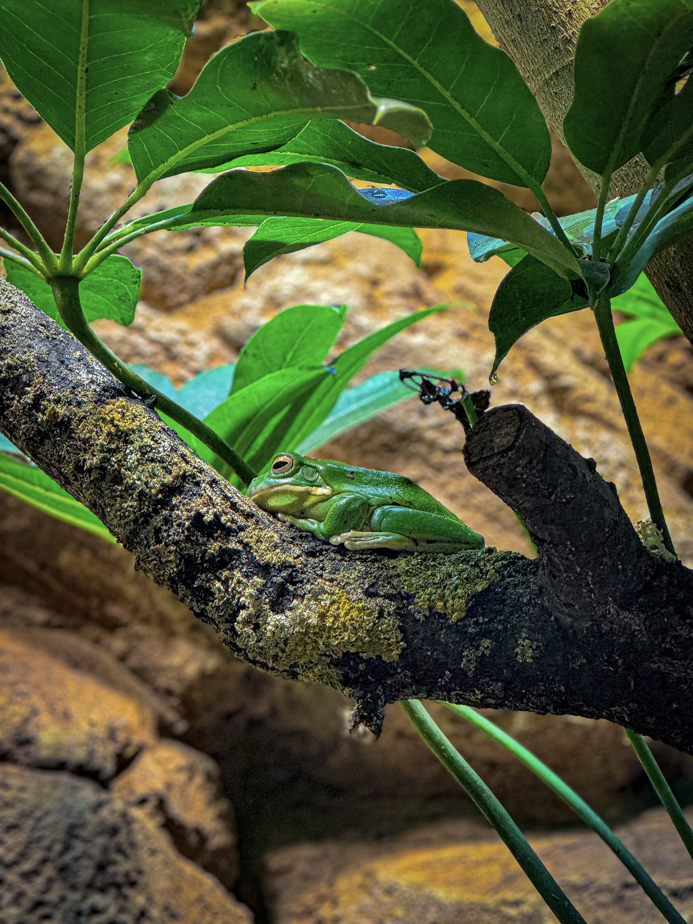 Dumpy Tree Frog