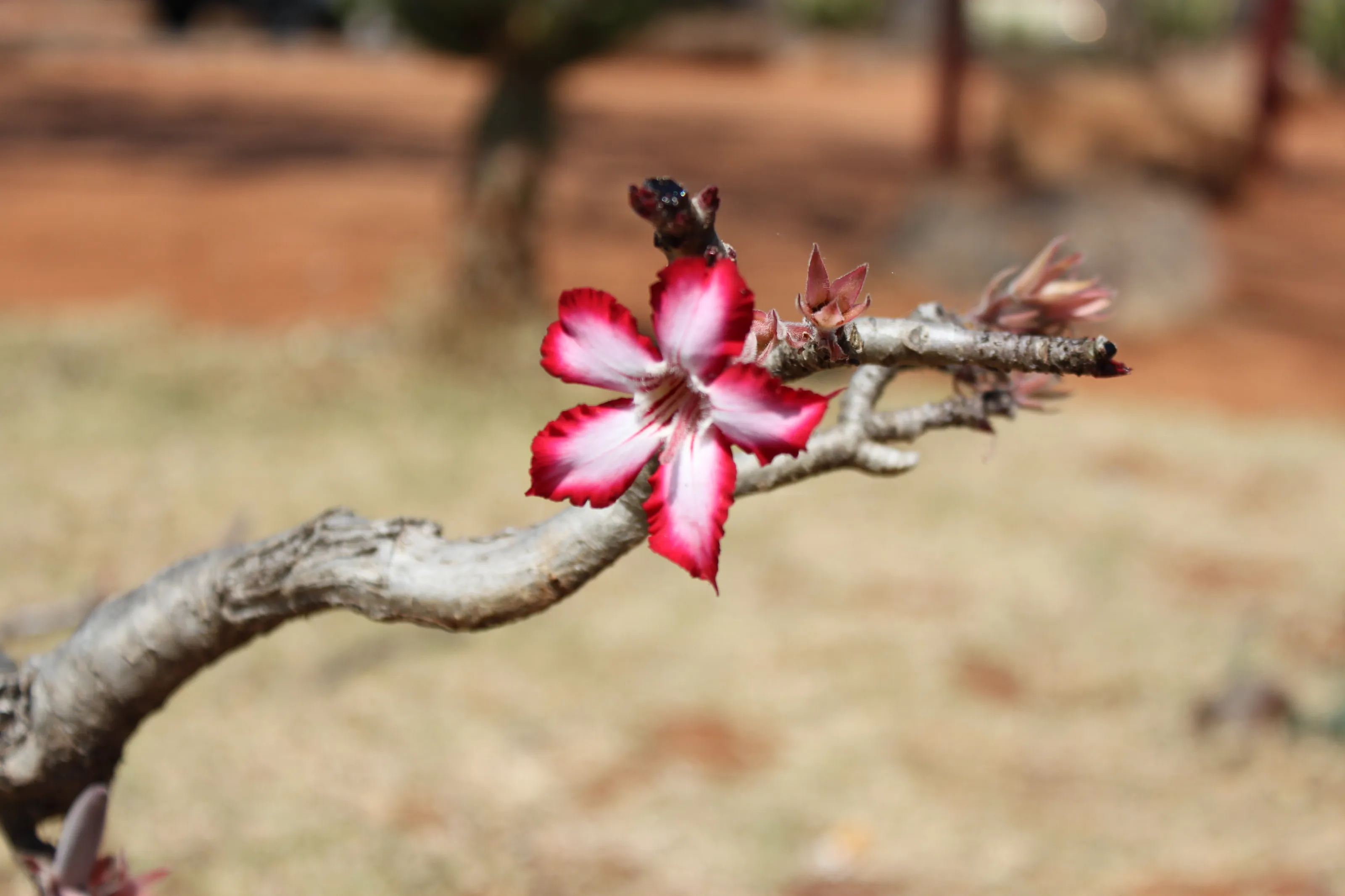 Impala Lily