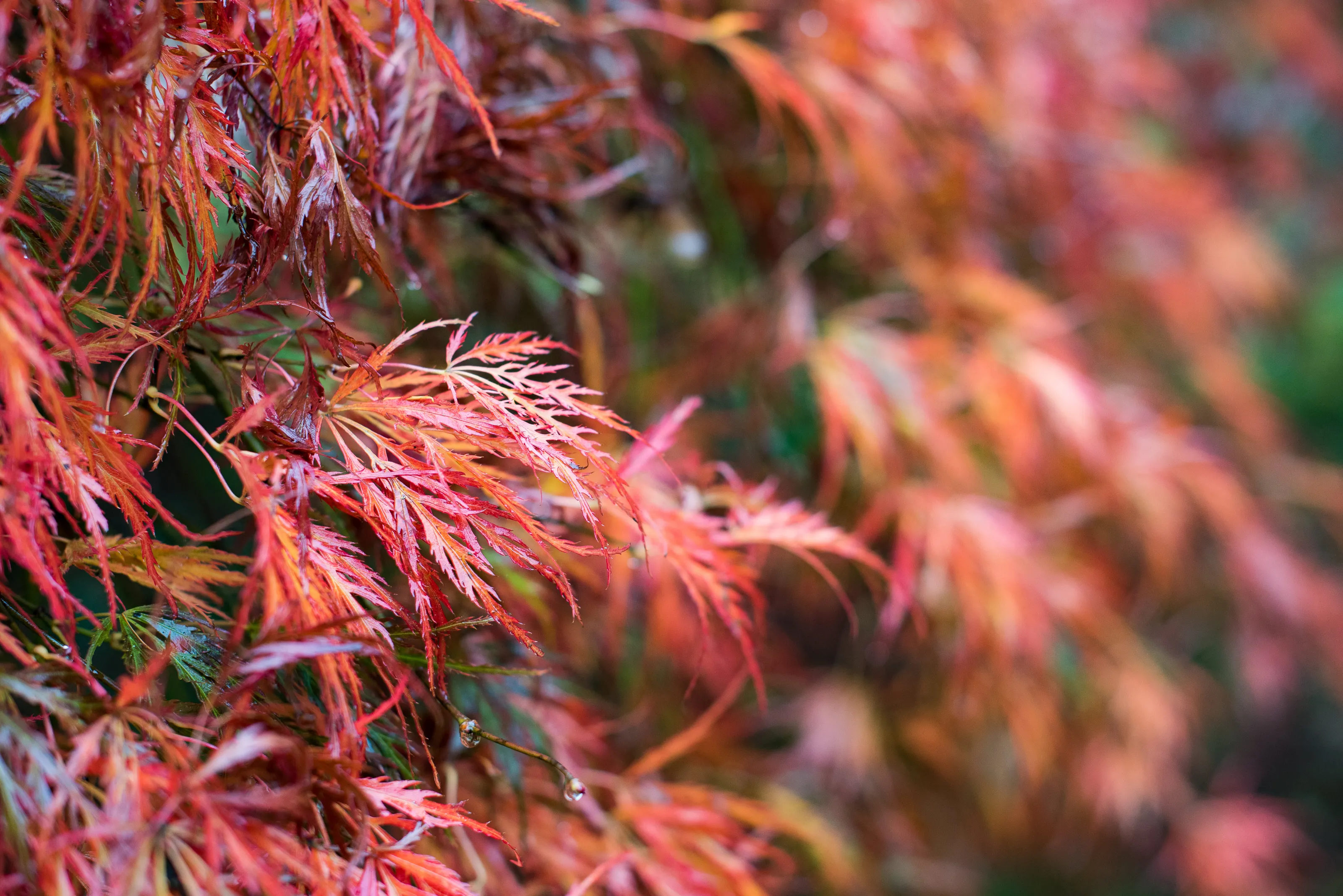 Burnished Red