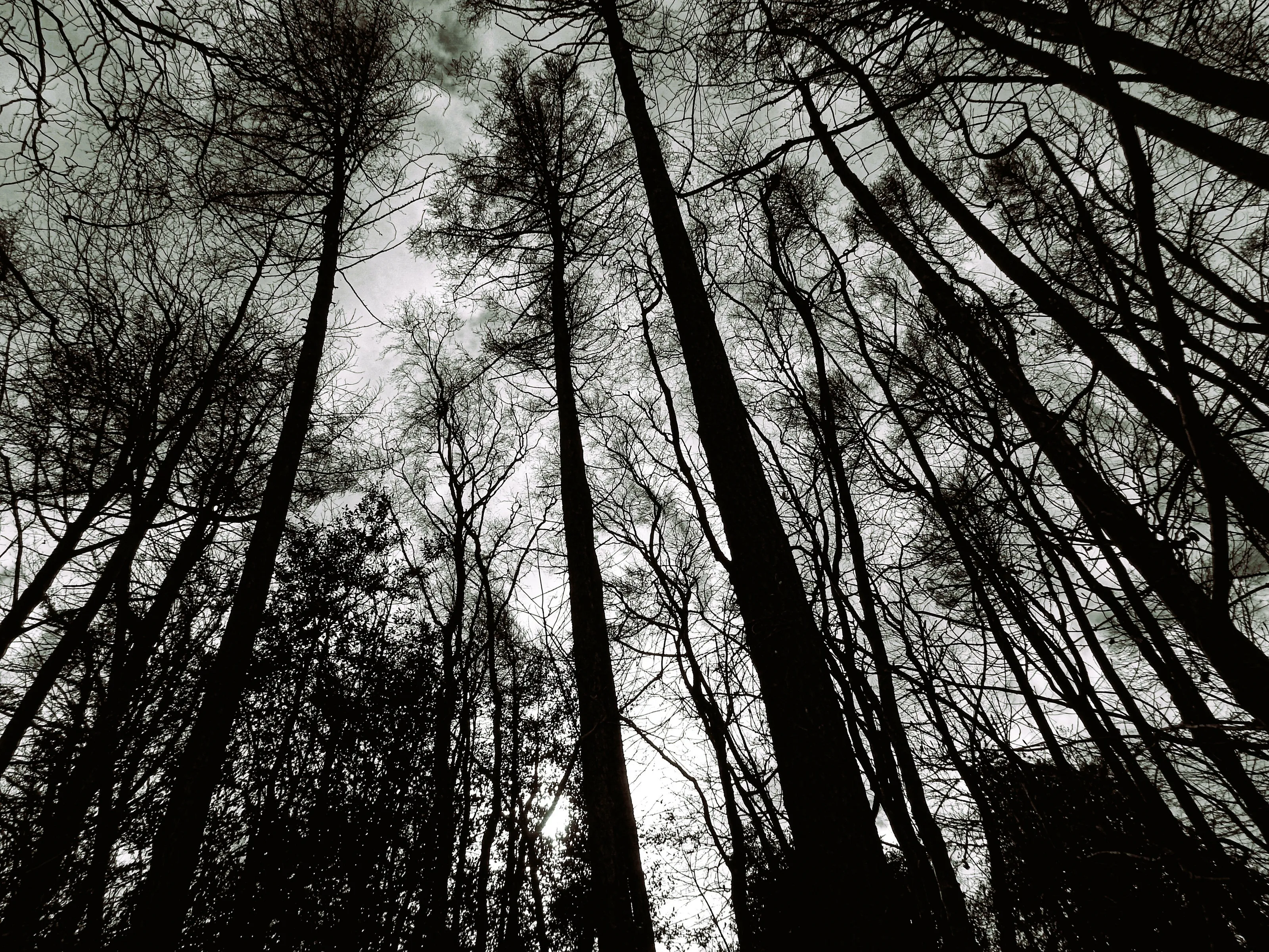 ' Reaching for the sky'