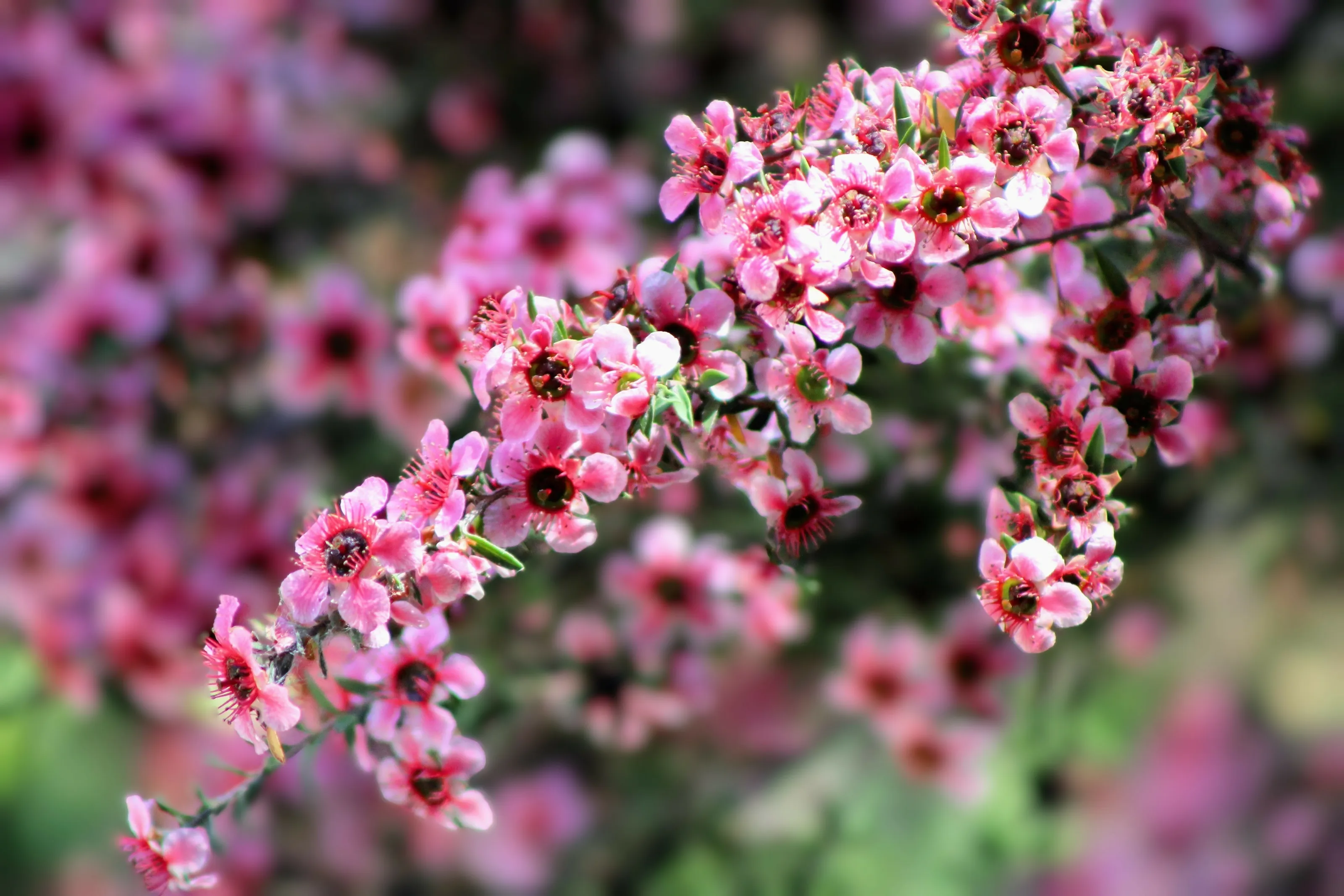 Pink blossoms in spring