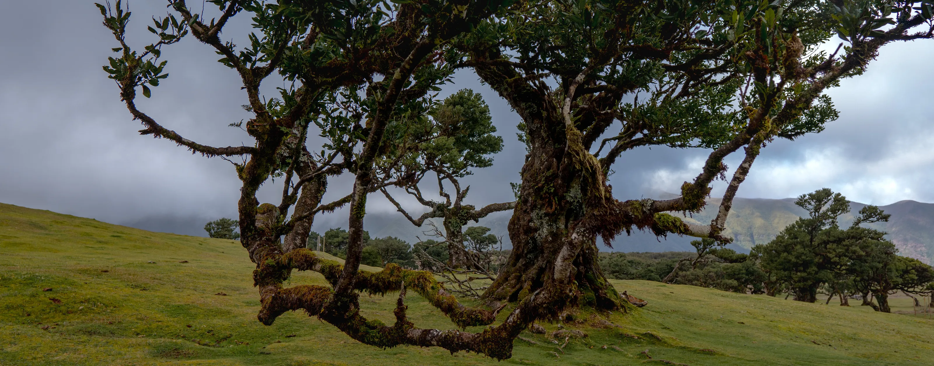 Madeira trees