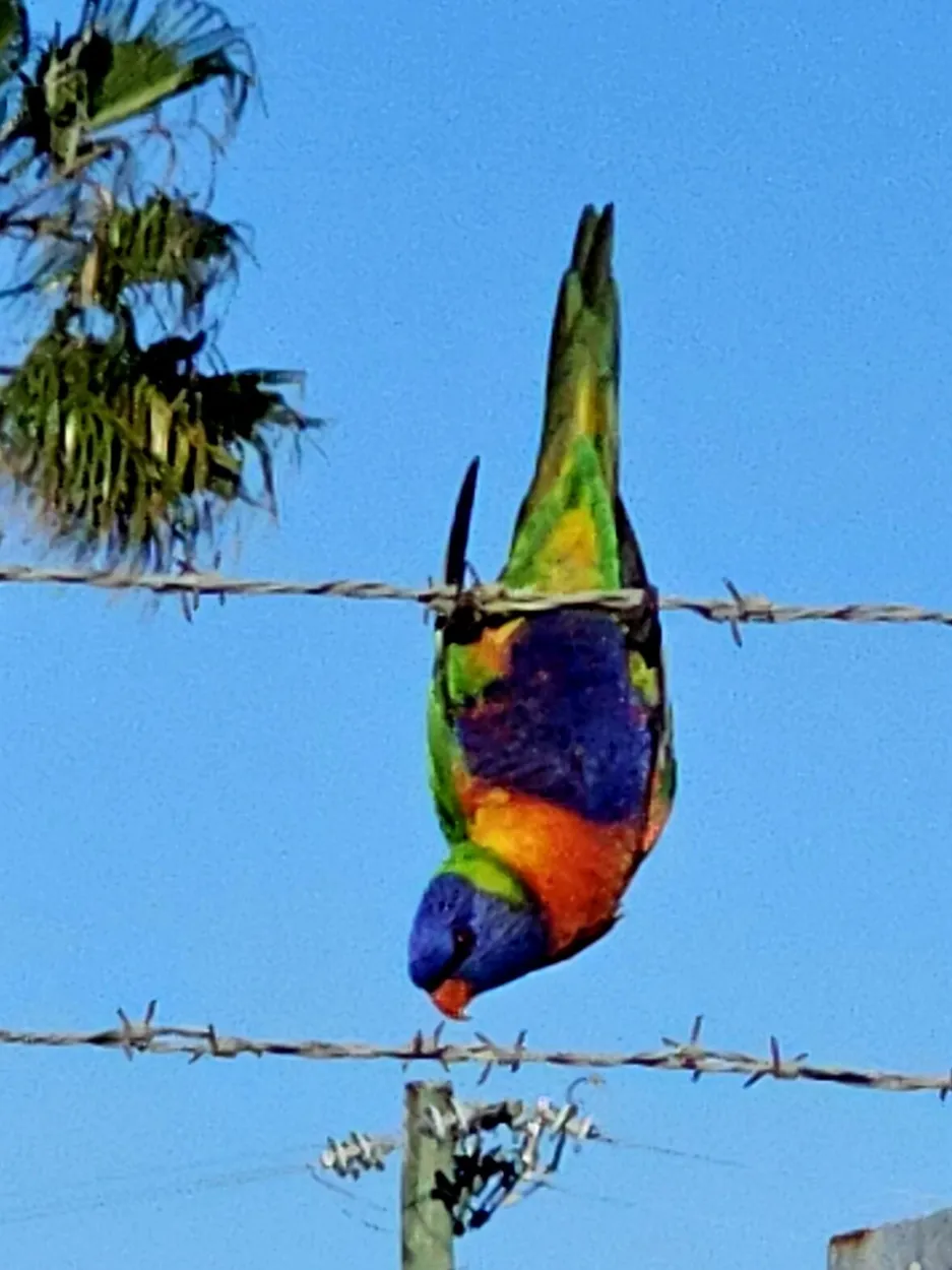 Entry 29461633