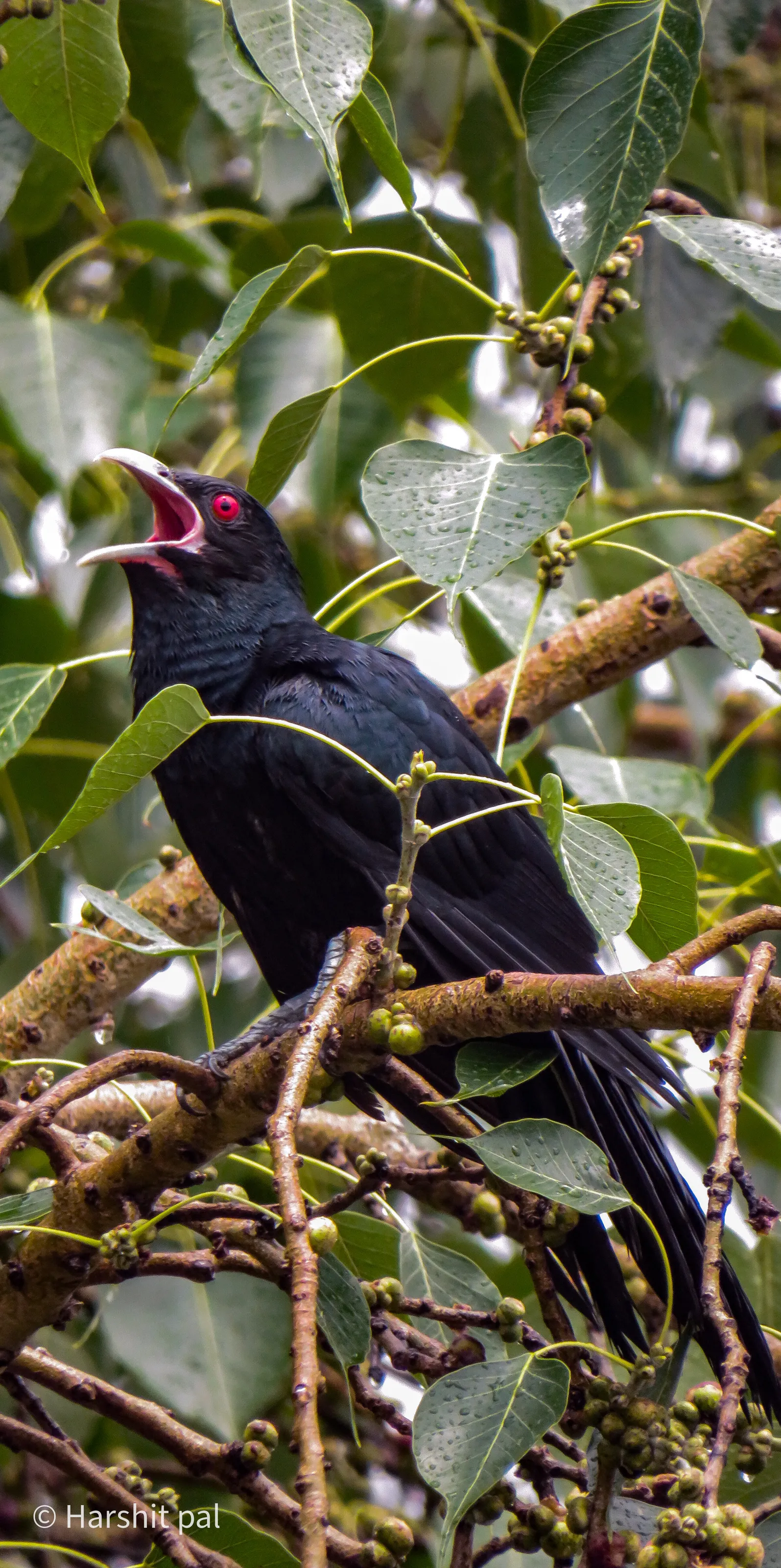 The Indian Koel