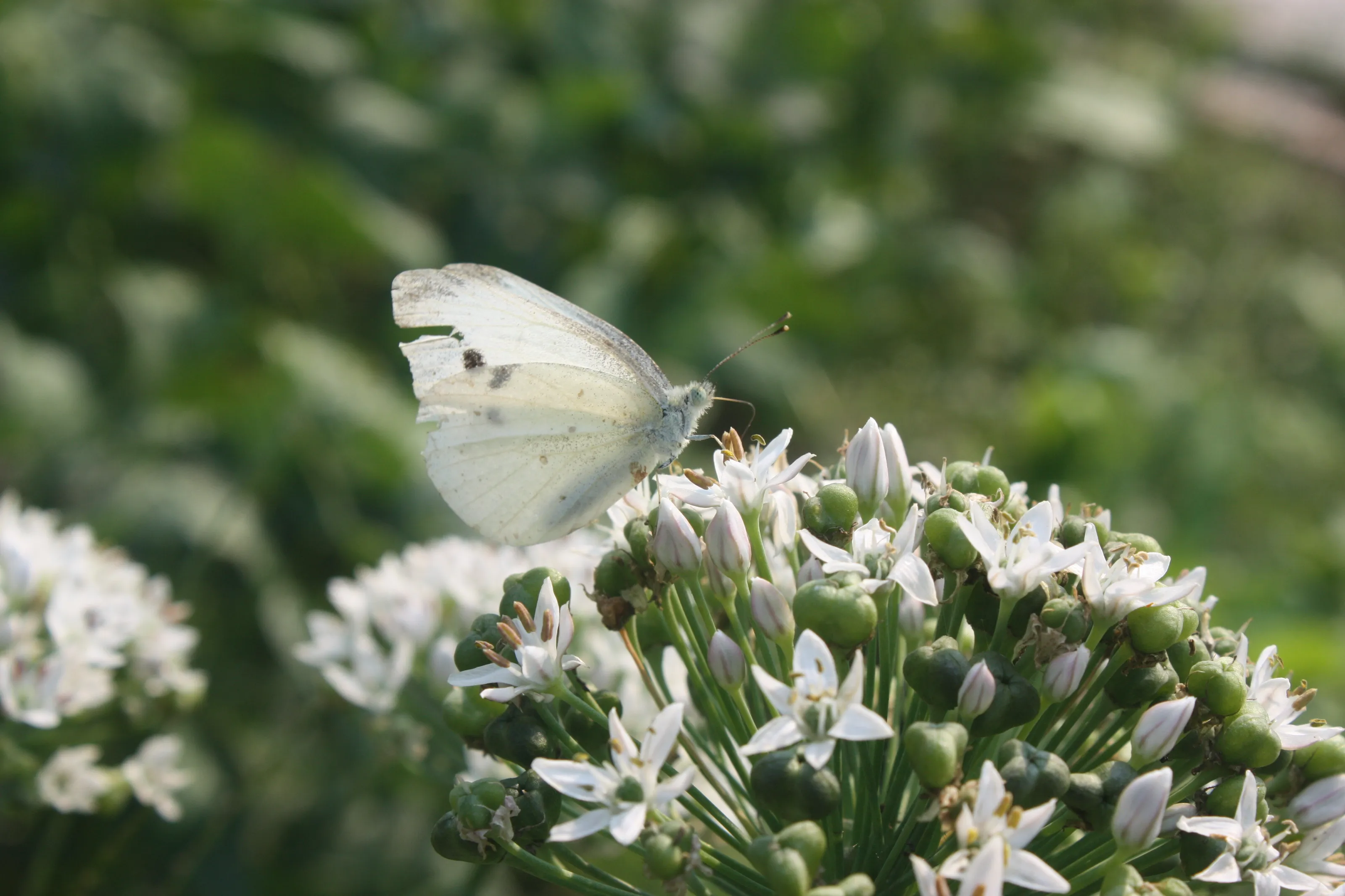 White Butterfly on Flower