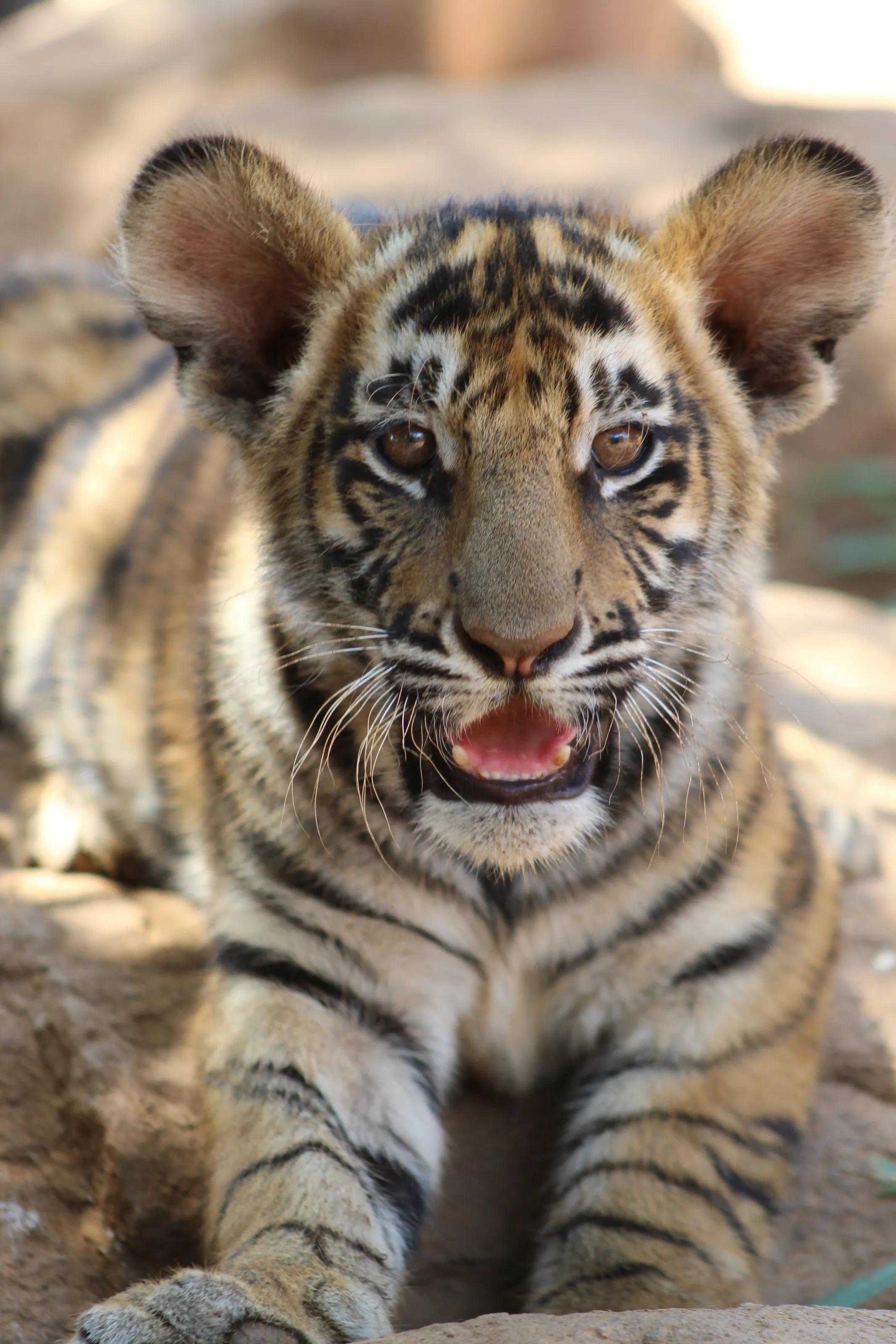 Baby tiger
