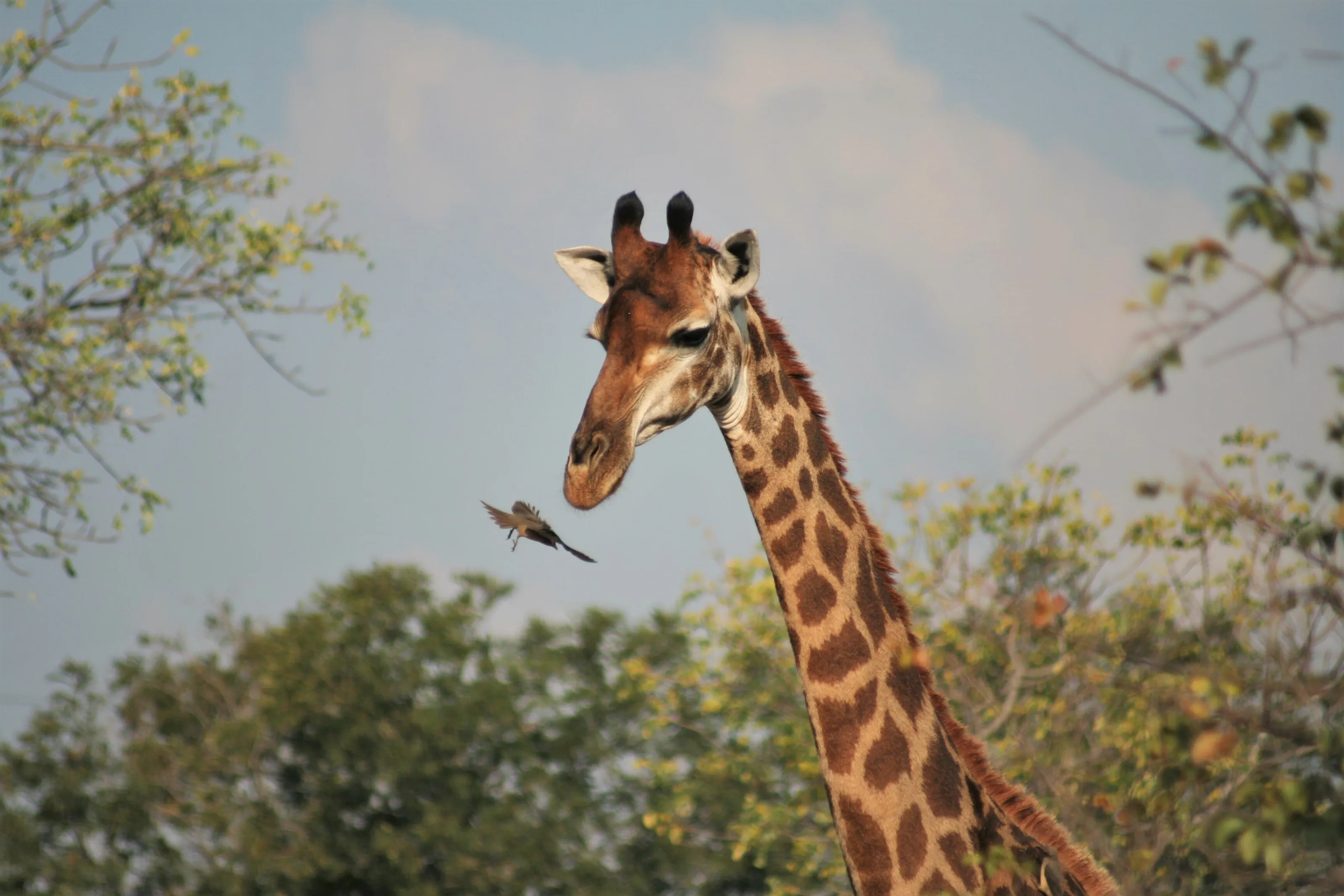 South African Safari