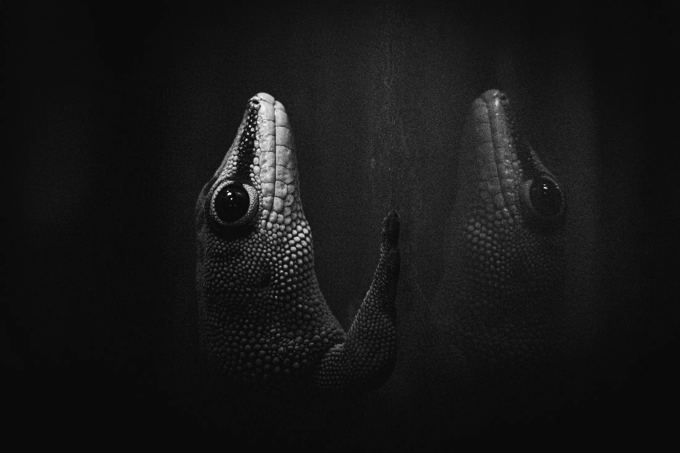 Silent Gecko