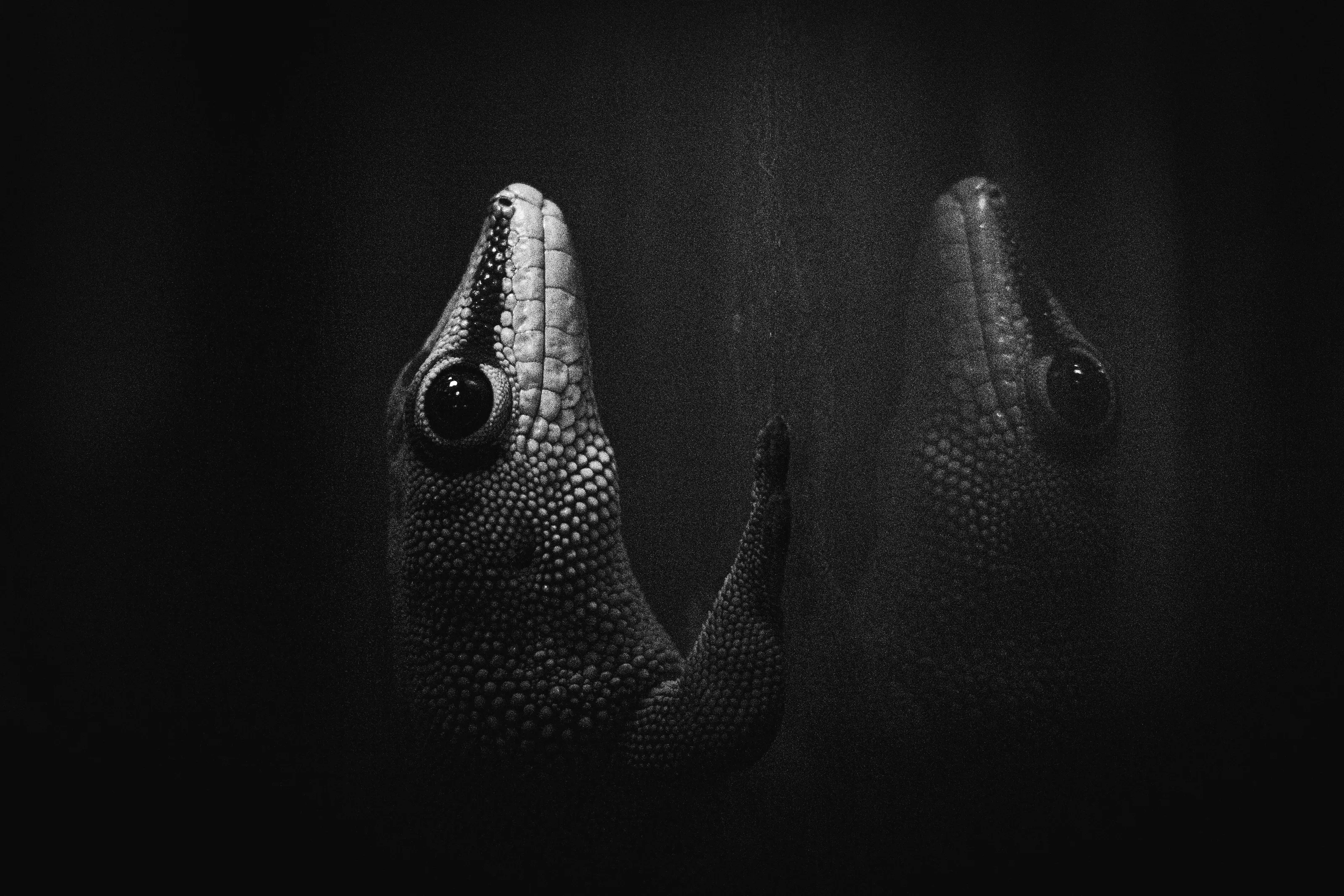 Silent Gecko