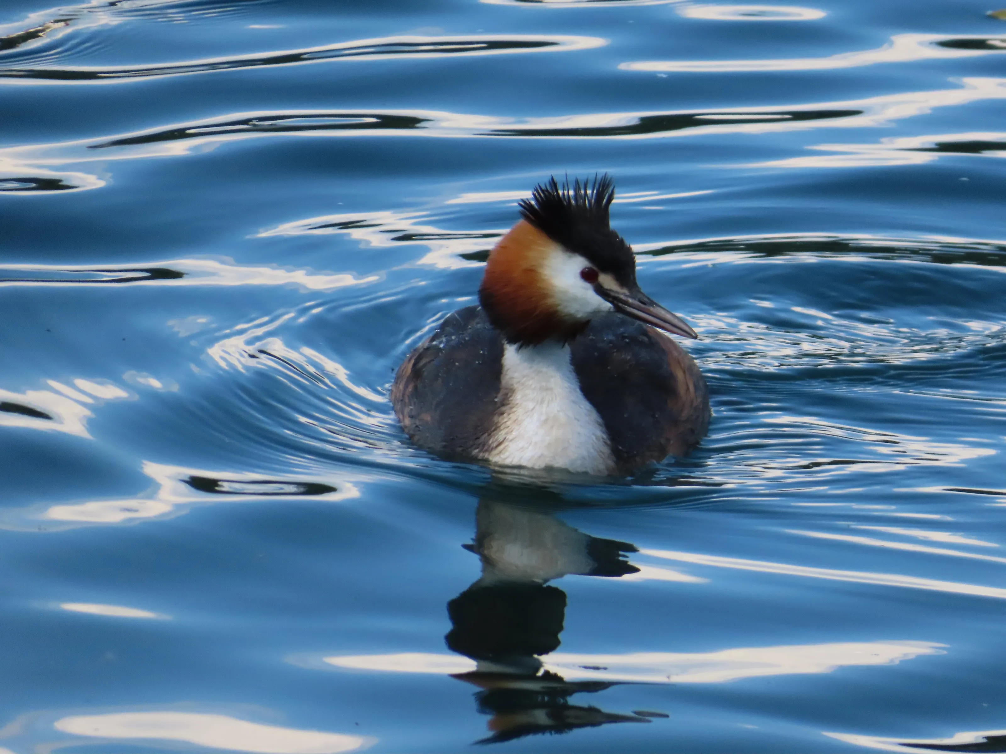 Greatcrestedgrebe, Adda River, Lombardy, Italy