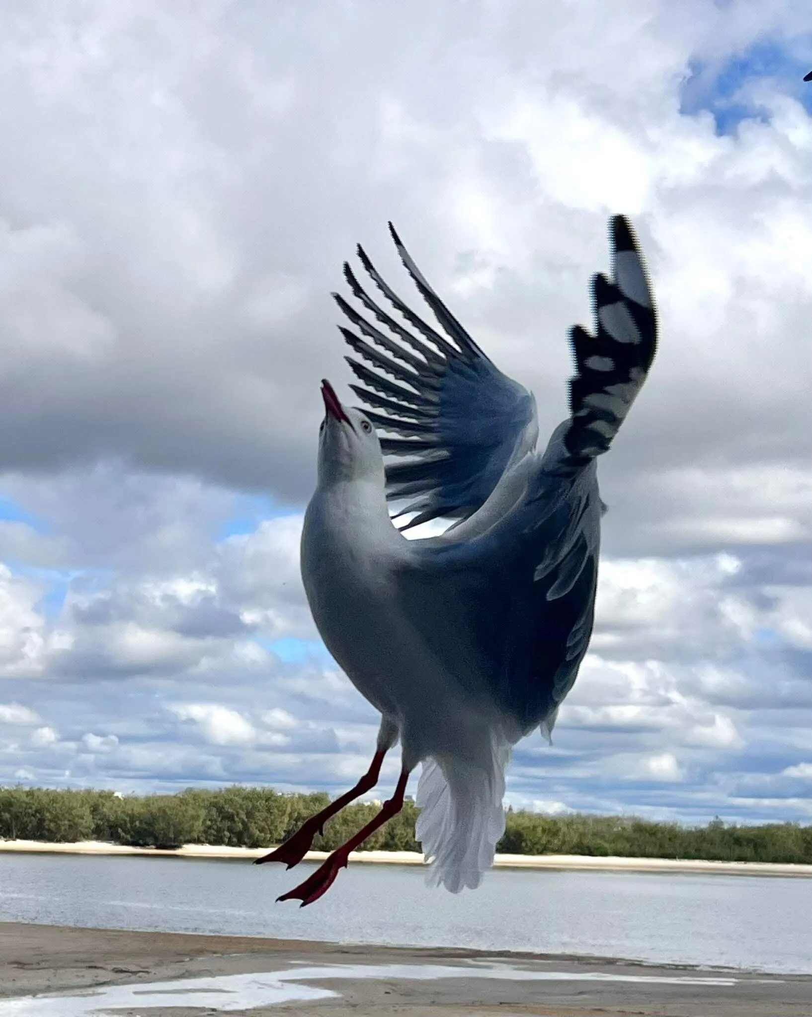 Seagull in motion.