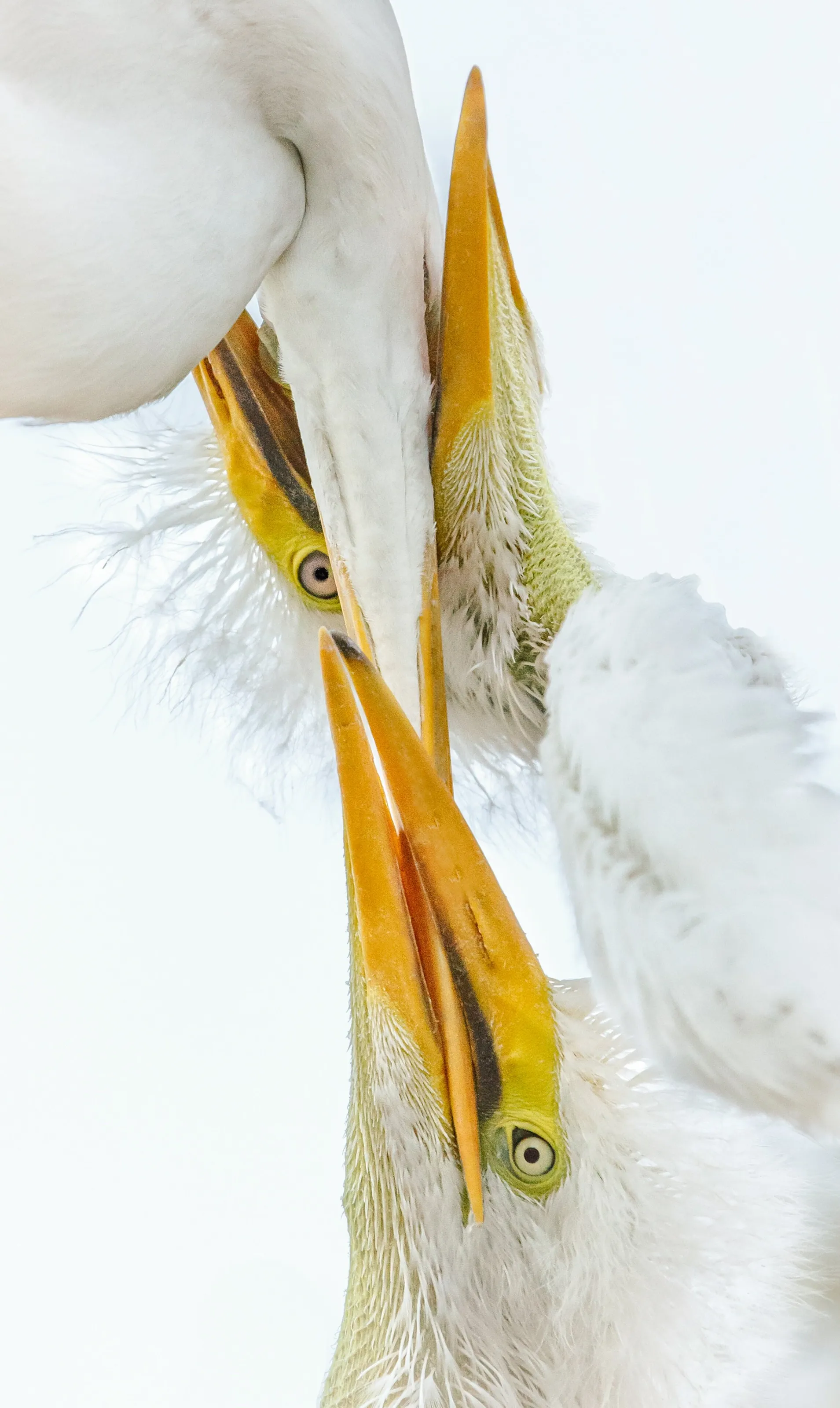 BEAKS