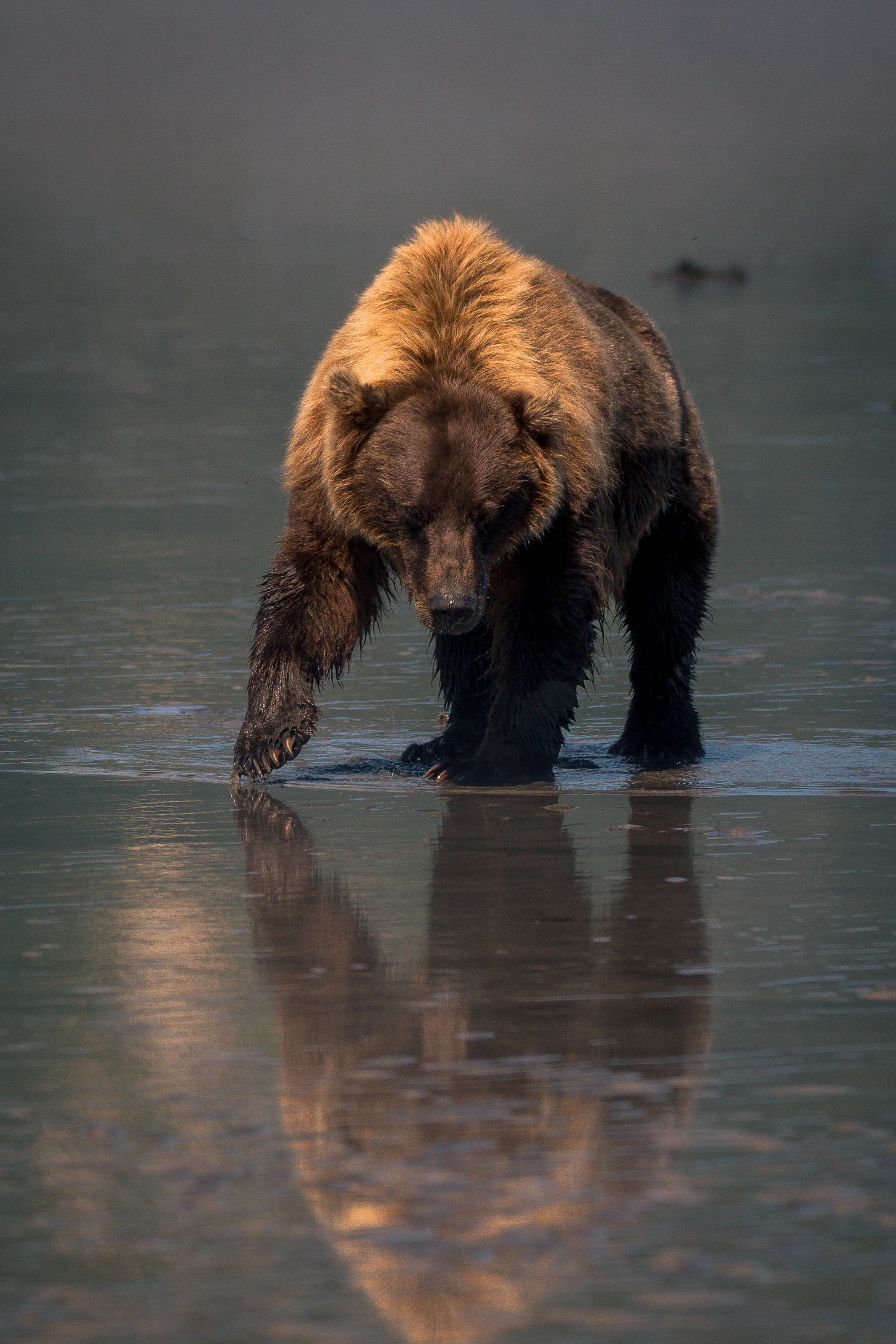 Bear digging for clams.